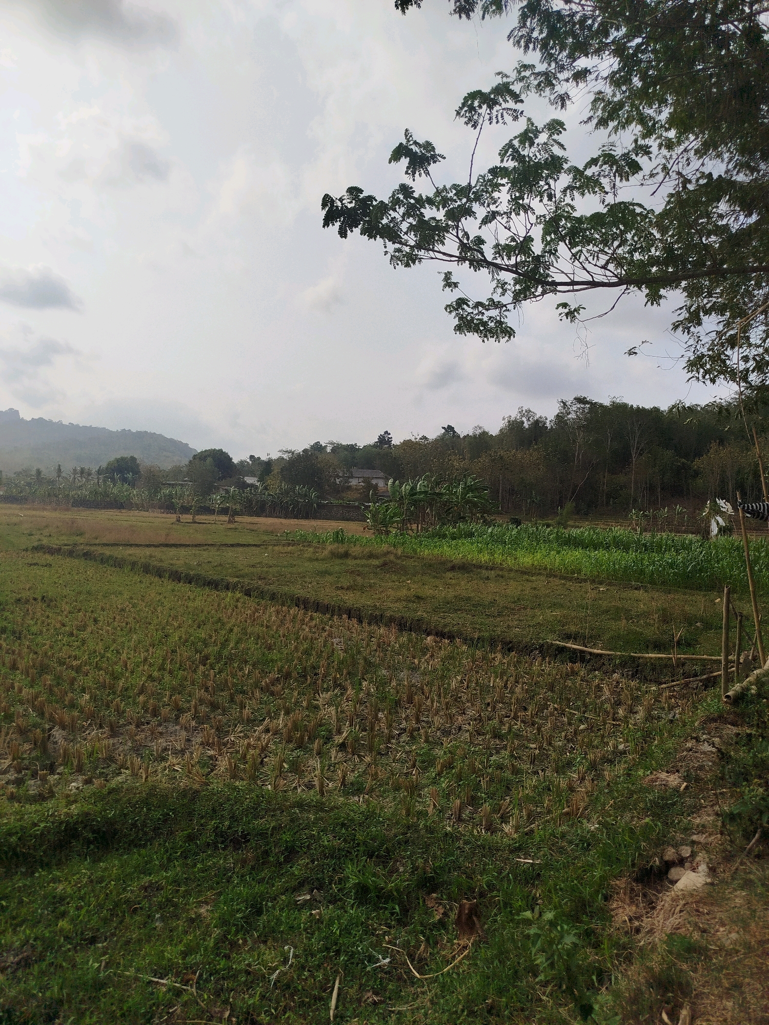 This image depicts a rural landscape in Kedungwaru, Indonesia, under a cloudy sky. In the foreground, a field of harvested rice stubble is visible, with patches of green grass growing on its edges. Further into the scene, a lush green field, likely planted with crops like corn or bananas, stretches across the midground. A line of trees forms a dense backdrop to the fields, with some residential structures peeking through the foliage. In the distance, a gentle hill is shrouded in a light haze. The overall impression is one of agricultural land transitioning between seasons, with a hint of human settlement within the natural environment.