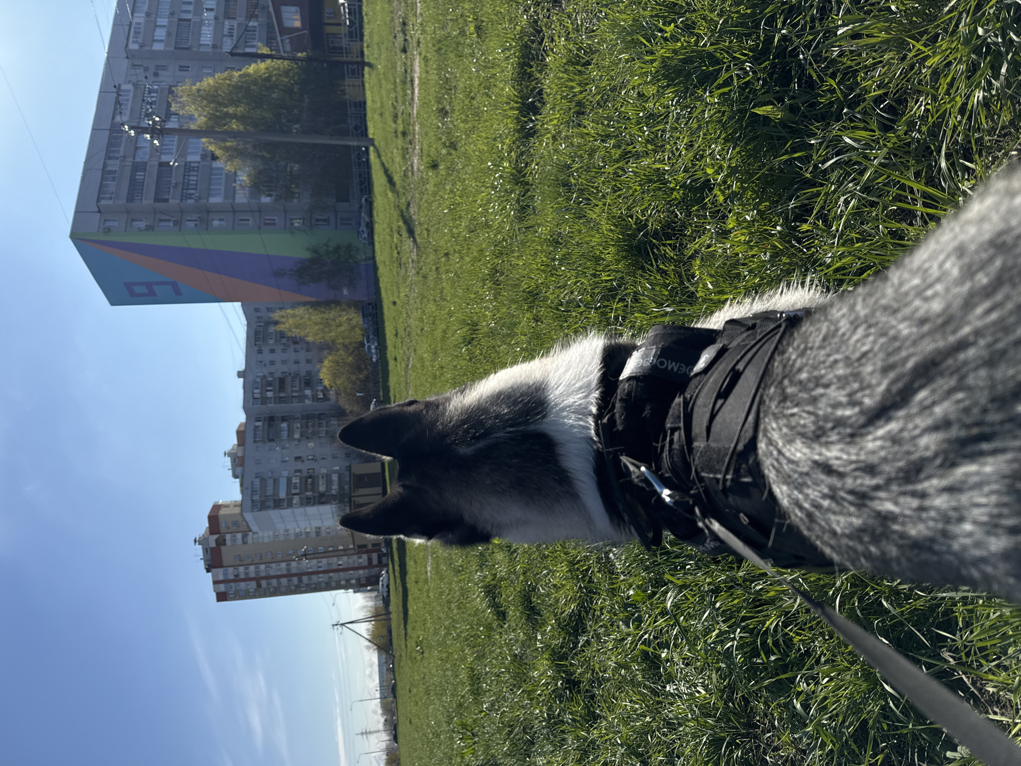 A dog, appearing to be a husky or similar breed with gray and white fur, is wearing a black harness and a leash and standing on a grassy field. In the background, there are tall apartment buildings, one of which has a colorful mural of stripes and the number 6 on the side. The sky is blue and clear. The location is an urban area with residential buildings and a grassy park or open space.