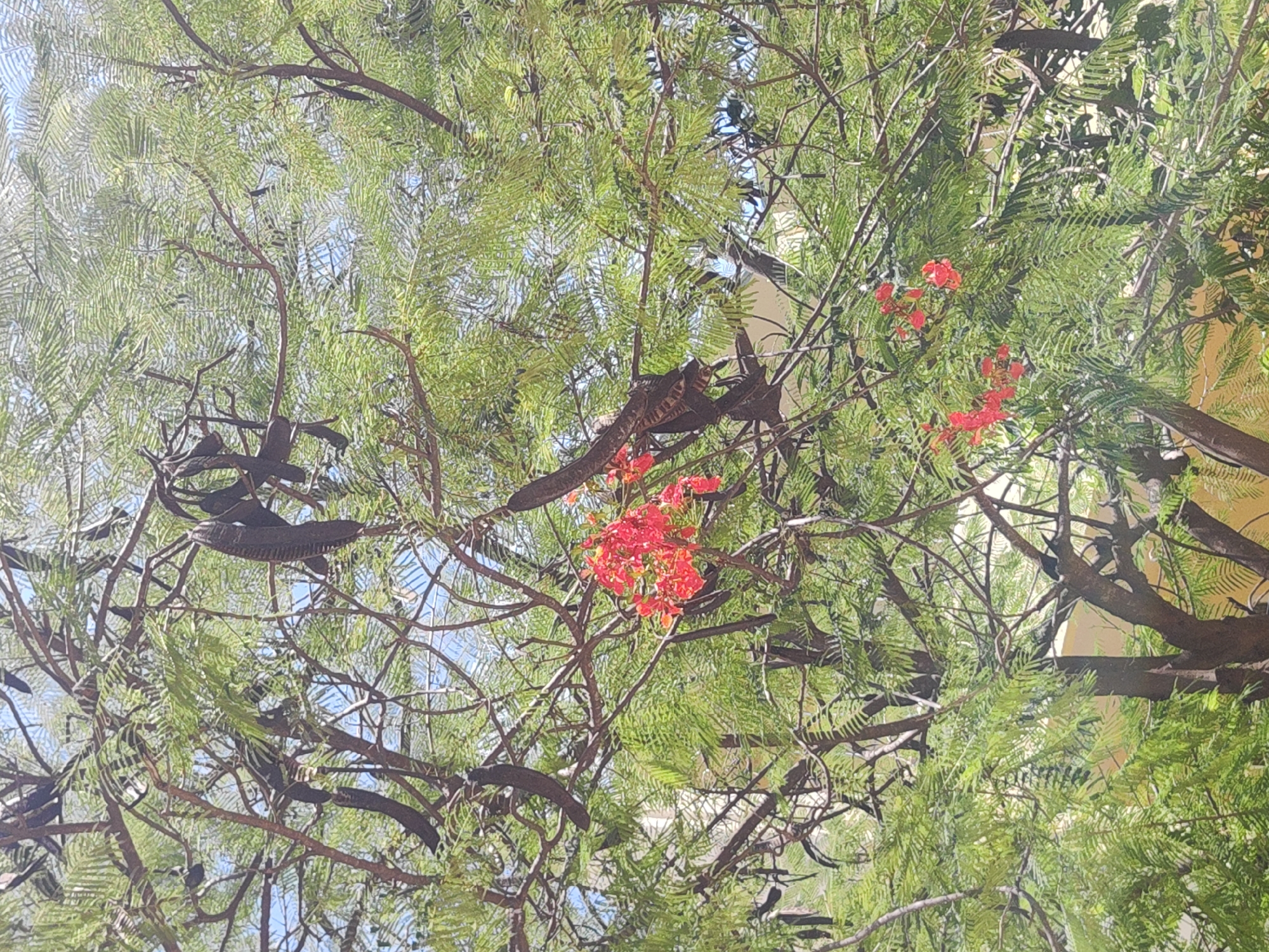 A low-angle view looks up into a tree of the genus Delonix, commonly known as royal poinciana. The branches are adorned with feathery, bright green foliage and clusters of vivid red flowers. There are also numerous dark brown, elongated seed pods hanging from the branches. The sky peeks through the canopy, revealing a pale blue color. The image was taken in a city of Unknown, Unknown.