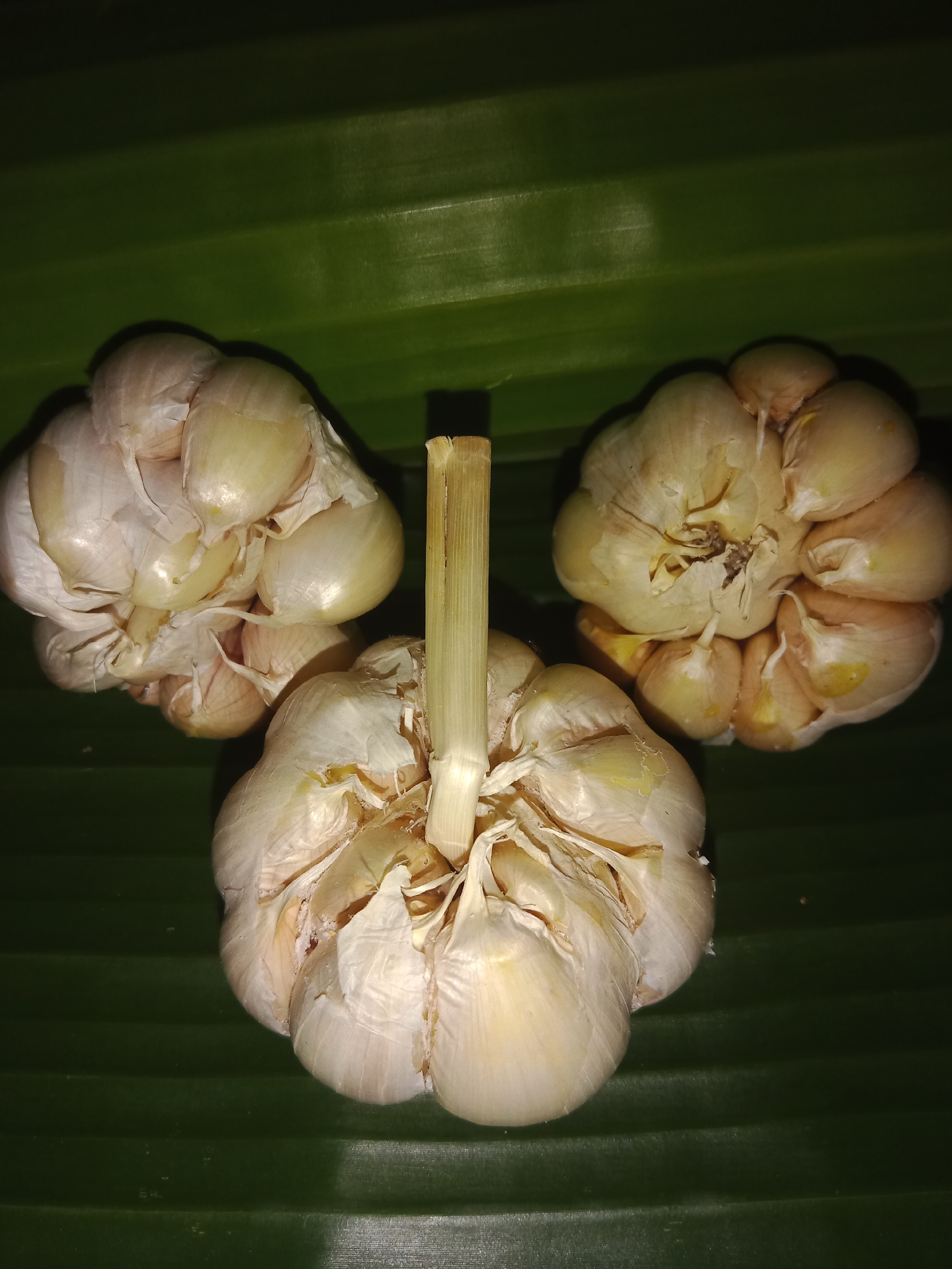 A close-up, high-angle, full-frame shot shows three bulbs of garlic arranged in a triangular formation on a textured green surface, likely a banana leaf, typical of culinary presentation in Lemahkembar, Indonesia. The garlic bulbs are pale off-white with papery skins, some showing slight yellowing or brown discoloration on their tips. The central bulb is positioned upright, its thick, dried stalk extending upwards, while the other two bulbs are placed to its upper left and upper right, slightly angled. The green surface displays prominent parallel ridges, indicating it is a leaf used as a backdrop for food preparation or display. The lighting is dim, casting soft shadows that emphasize the textures of the garlic and the leaf. There are no people or animals present, and the scene is static. The overall impression is one of rustic, natural presentation.