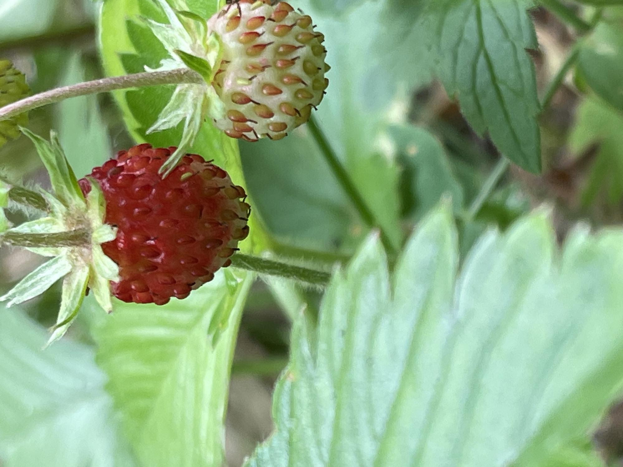 A close-up shot focuses on two wild strawberries on a vine, nestled amongst green leaves. One strawberry is a vibrant red, fully ripe, with its seeds visible. The other strawberry, to its right and slightly lower, is a pale green with hints of pink, indicating it is unripe. The background is softly blurred, composed of more green foliage and hints of brown earth. The image is taken in a natural outdoor setting, with the lighting suggesting it is daytime. The scene is peaceful and evokes a sense of nature.