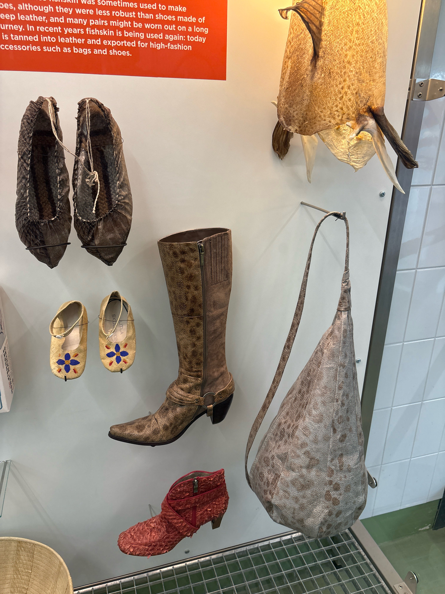 The image displays an exhibition of fish skin products, including shoes and bags, mounted on a white wall in what appears to be a museum or gallery setting. Two pairs of dark, rustic shoes are hung on the upper left, with visible stitching and a rough texture. Below them, two smaller, lighter colored shoes with blue and yellow floral embroidery are displayed. To the right, a tall, brown leather boot with a patterned texture and a zipper closure stands upright. A light-colored, textured bag with a long strap hangs to the right of the boot. Further down, a red, textured ankle boot with a zipper is visible. A large, dried fish skin artifact, possibly a decorative piece or a taxidermy display, hangs from the ceiling in the upper right portion of the image. The overall environment suggests a curated display of artisanal or historical items. The text in the upper left corner provides information about the use of fish skin in the past and present for making clothing and accessories. The context suggests this exhibit is located in Reykjavik, Iceland, a country with a significant fishing industry.