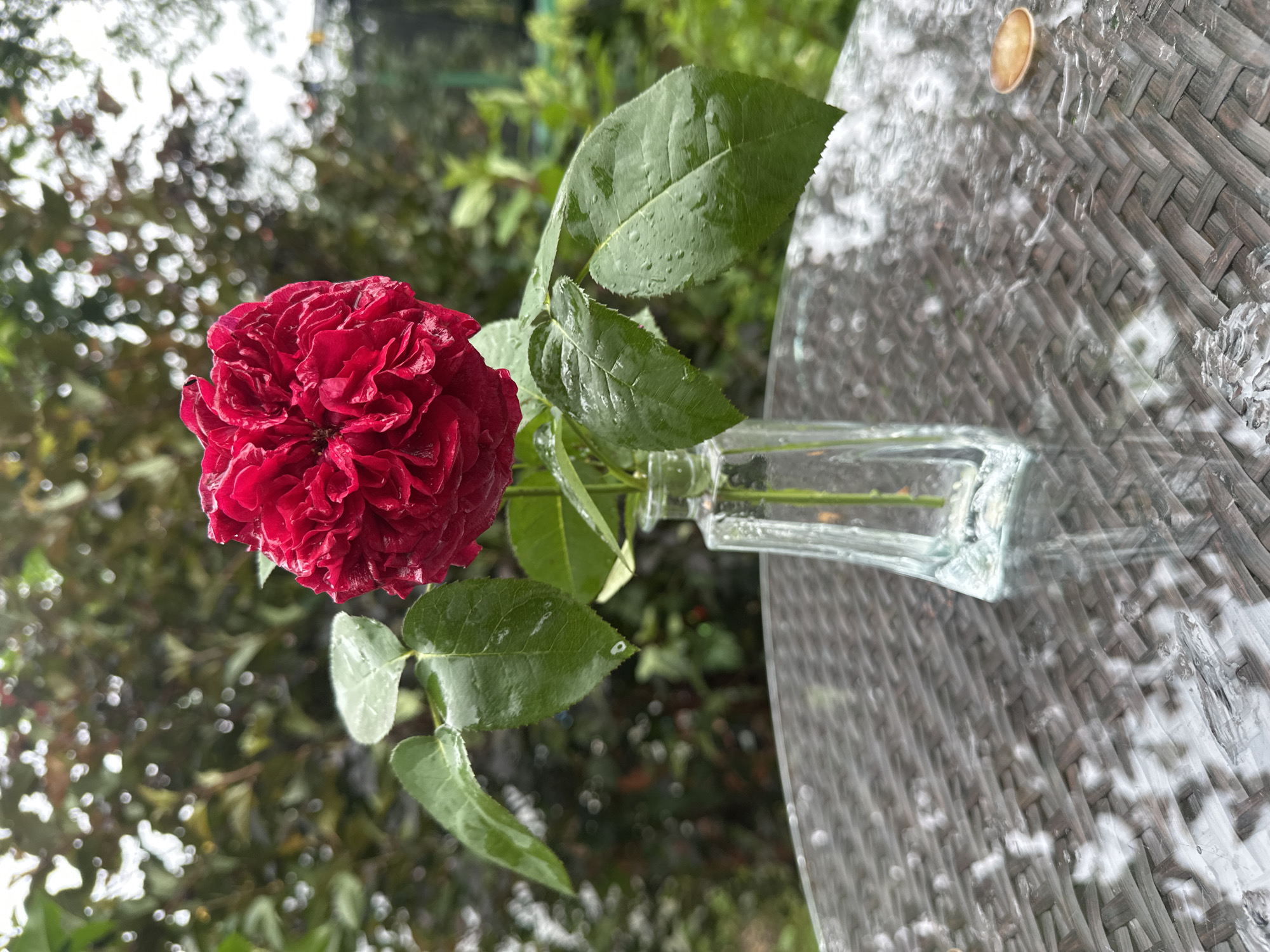 A single, deep red rose with many ruffled petals is displayed in a small, clear glass vase. The rose and its dark green leaves are wet, with visible water droplets clinging to the petals and leaves. The vase sits on a glass-covered outdoor table with a woven rattan base. The table surface is also wet, with water droplets and reflections. In the background, lush green foliage is visible, with some areas out of focus, suggesting an outdoor setting. The scene appears to be in Staritsa, Russia, possibly during or after rainfall. There are no people present in the image.