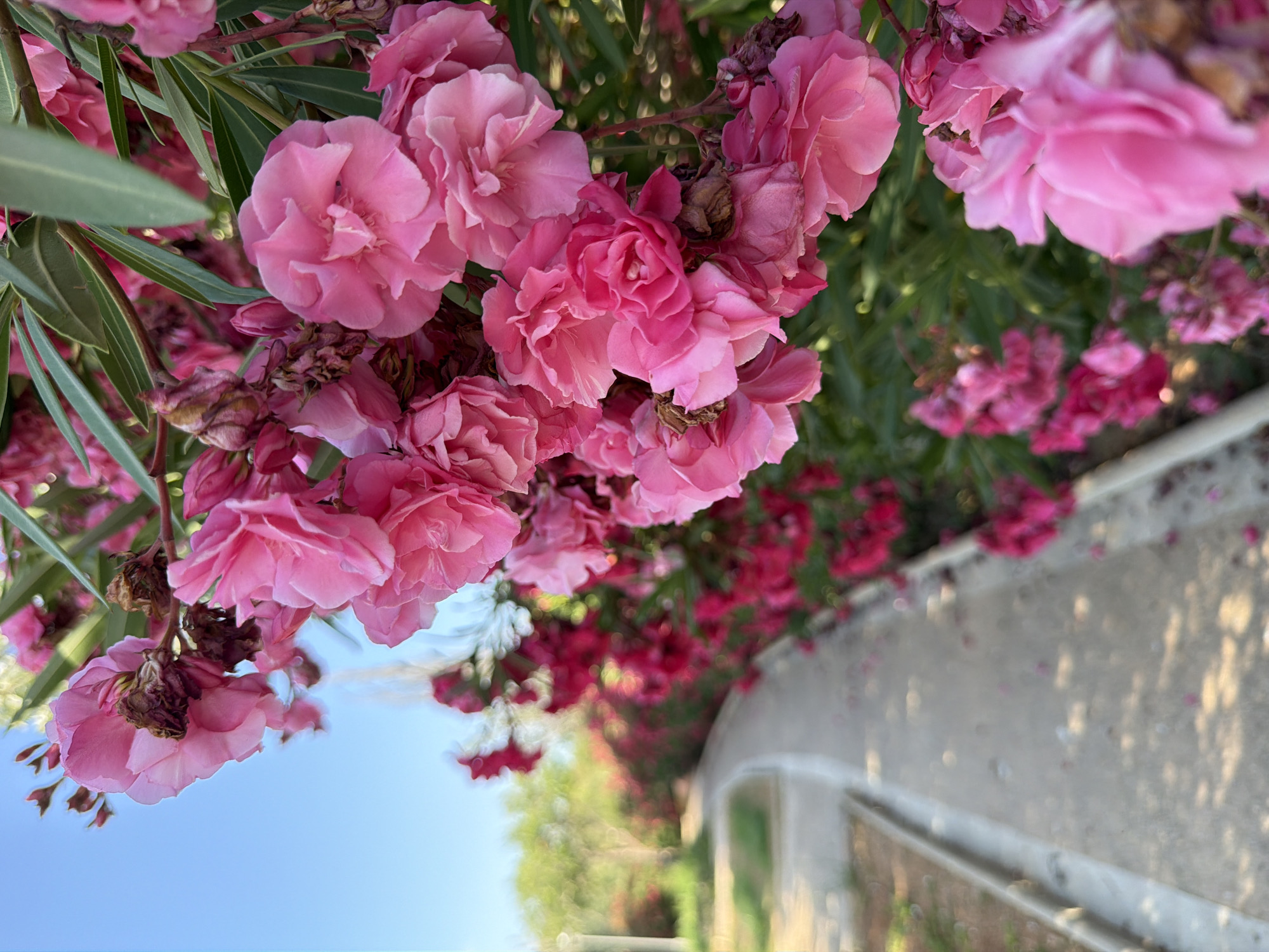 A close-up, eye-level shot captures a cluster of vibrant pink oleander flowers in bloom, some appearing wilted, against a clear blue sky. The flowers are densely packed, with several fully open blossoms and buds. The background shows a paved walkway curving to the left, bordered by more oleander bushes and lush green foliage. The walkway appears to be in a park or garden setting, with scattered fallen petals on its surface. The scene suggests a sunny day, likely in the Mediterranean region, given the mention of Calvià, Spain, known for its oleander-lined streets and pathways. There are no people or animals visible in the image. The focus is sharply on the flowers in the foreground, with the background softly blurred, creating a sense of depth.
