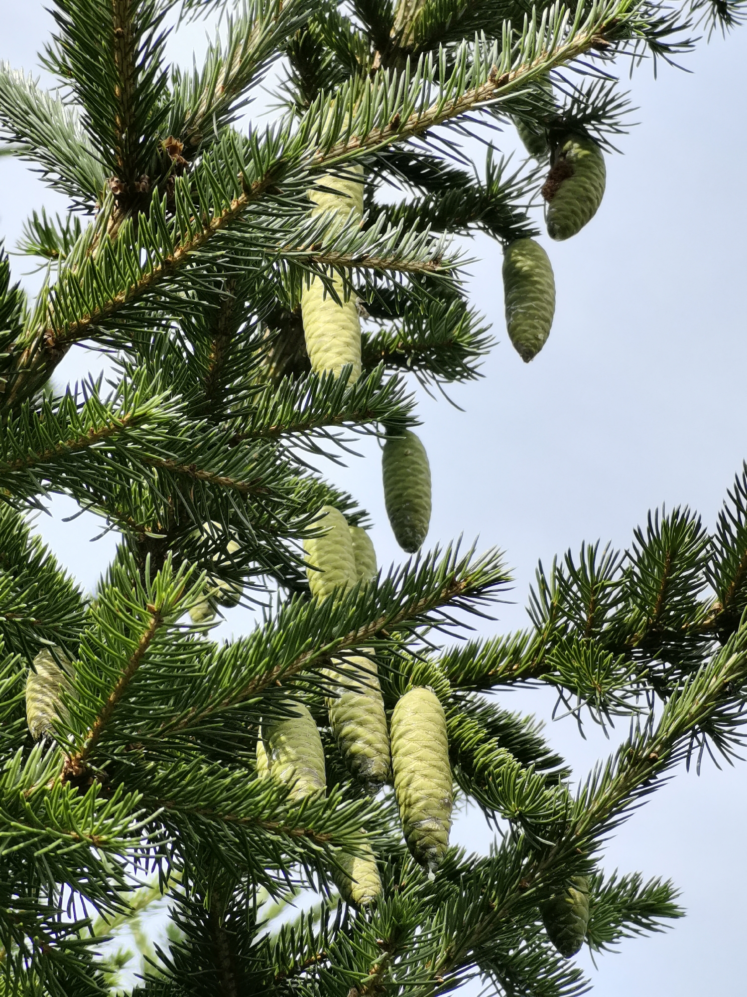A close-up, low-angle shot captures a branch of a conifer tree with numerous green pine cones against a clear, pale blue sky. The pine needles are dense, sharp, and a vibrant green. The pine cones vary in size and stage of development, with some appearing more elongated and mature, while others are smaller and more conical. Some of the cones show signs of wear or damage, with a few brown, dried-out sections. The overall impression is one of a healthy, natural environment. The location is the village of Mini, Russia.
