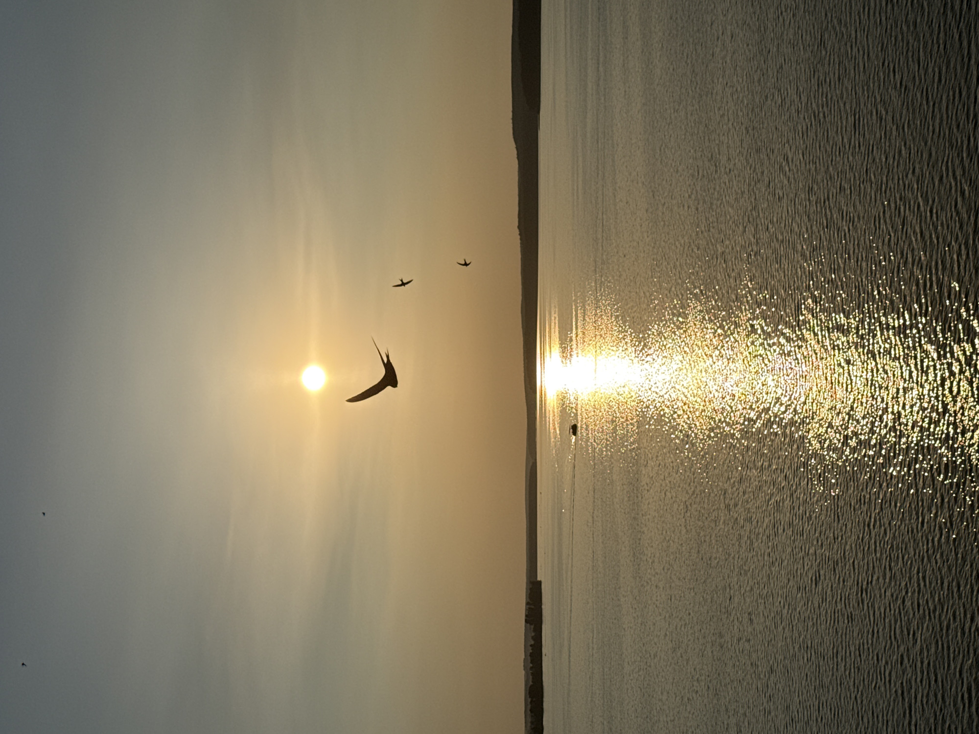 The image depicts a serene sunset over a body of water, likely a river or lake, in Votkinsk, Russia. The sun, a bright orb, is positioned in the upper half of the frame, casting a golden glow across the scene and reflecting brilliantly on the water's surface. Silhouetted against the warm light are three birds in flight, two smaller ones lower and to the right of a larger bird with outstretched wings, soaring above the tranquil water. The horizon line is defined by a dark, undulating silhouette of distant land, possibly wooded hills or a treeline. The water itself is calm, with gentle ripples distorting the reflection of the sun into a shimmering path of light. The overall impression is one of peace and natural beauty during a twilight hour.
