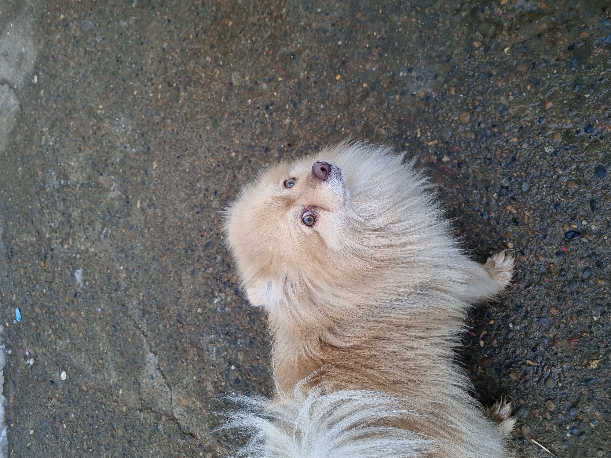 The image displays a light cream-colored Pomeranian dog, positioned on a dark, textured ground surface. The dog is situated in the lower-left quadrant of the frame, looking upward and slightly to the right. It possesses dense, fluffy fur, with its curled, lighter-colored tail visible on the far left. The dog's eyes are dark brown, and notable tear stains are present beneath both eyes. Its nose is dark brown. The fur around its paws and lower legs appears matted or damp. The ground beneath the dog is an uneven surface of dark grey aggregate or concrete, exhibiting signs of dampness and several cracks, particularly in the upper-left area. Minor debris, including a small piece of light blue plastic and a white fragment, are visible on the ground in the upper-left corner. The specific location within the city of Chaikovsky, Russia, cannot be determined from the visual evidence provided.