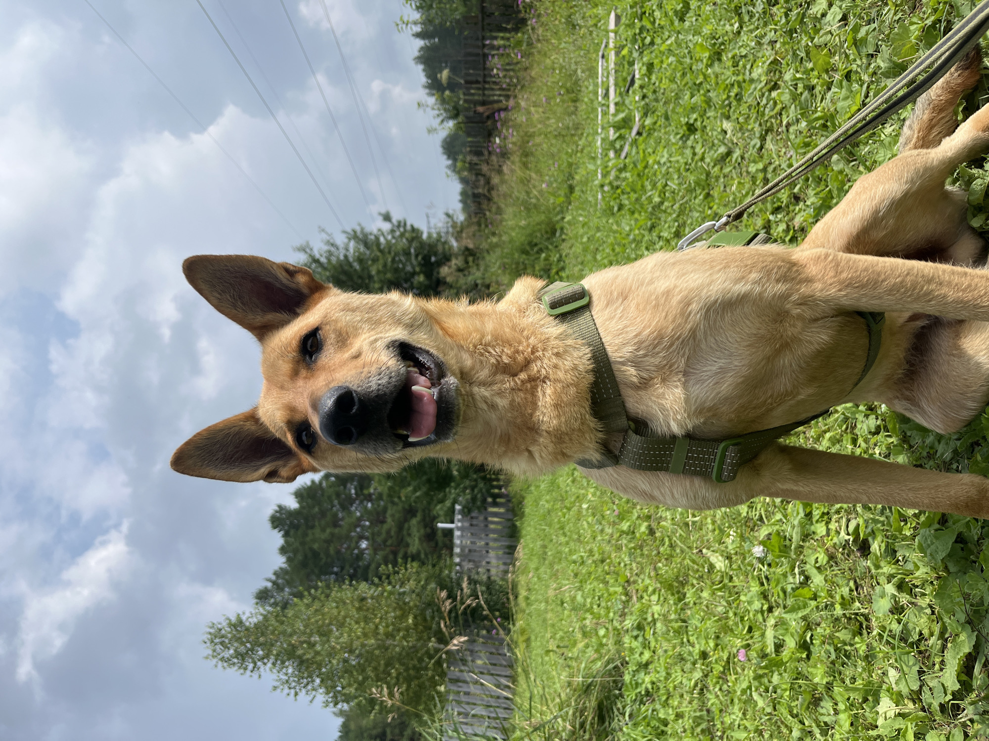 A tan-colored dog with pointed ears and a green harness sits on a grassy lawn under a cloudy sky. The dog is looking towards the camera with its mouth open and tongue slightly visible. In the background, there are trees, a wooden fence, and power lines. The scene appears to be a rural or suburban area, possibly on the outskirts of Nizhny Tagil, Russia.