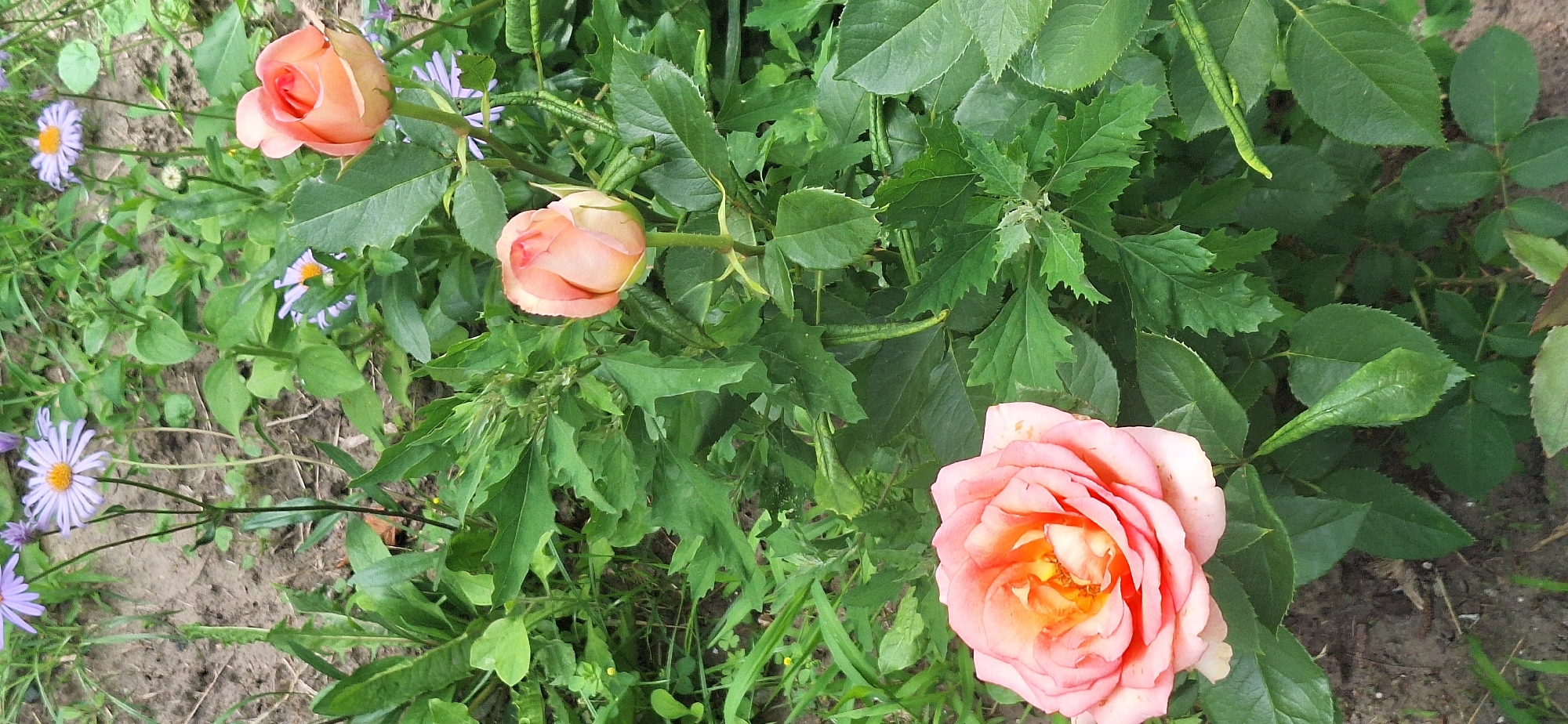 This is a vertical, full shot of a garden bed featuring several peach-colored roses and some purple aster flowers. The roses are the primary subjects, with one fully bloomed rose in the lower left corner, its petals a gradient of soft pink to a vibrant peachy orange at the center. Above it, a rosebud is captured mid-bloom, its layers of petals tightly furled, displaying a similar peach hue. Further up and to the right, another tightly closed rosebud is visible, its color a lighter shade of peach. The roses are surrounded by lush green foliage, with some leaves showing slight serrations along the edges. In the background, scattered among the roses and leaves, are delicate purple aster flowers with yellow centers, adding a contrasting splash of color. The ground beneath the plants appears to be soil, with some small pebbles and dry leaves visible. The overall scene depicts a vibrant and blooming garden, likely in an outdoor setting.