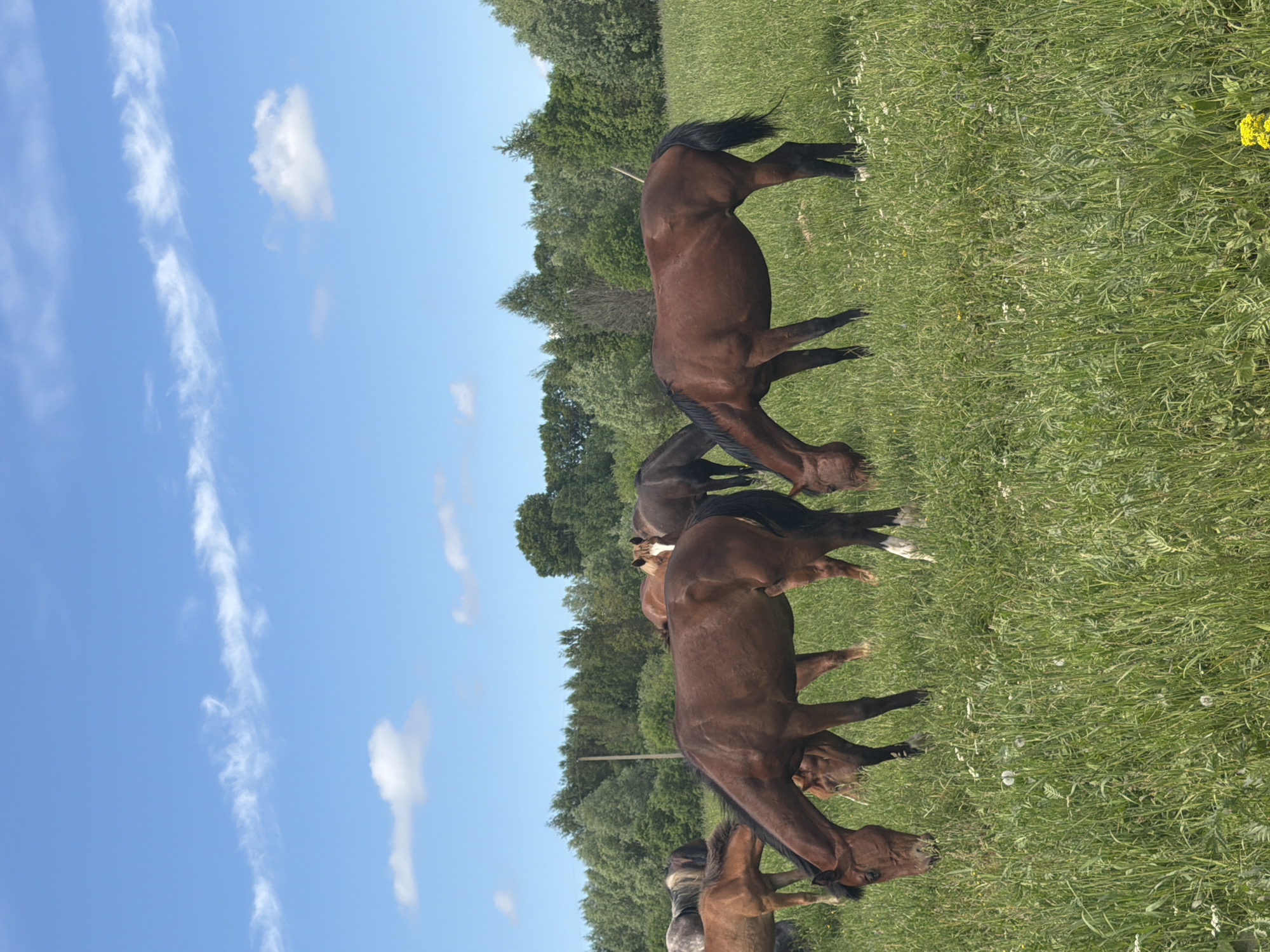 The original image is presented on its side but depicts a vibrant outdoor scene when viewed upright. The primary subjects are a group of at least six horses, predominantly brown, standing in a spacious green pasture. Several horses have their heads lowered, appearing to graze on the abundant grass. One horse, closer to the right side of the frame, has distinct white markings on its lower legs.
The setting is a rural field, consistent with the specified location of Ваньки, Russia. In the background, a dense line of various green trees forms a natural boundary, suggesting a forest edge or woodland. Above the trees, the sky is a bright, clear blue, adorned with scattered white clouds, indicating sunny daytime weather, likely midday or early afternoon.
The foreground is filled with lush green grass, interspersed with small white and yellow wildflowers, including a prominent yellow flower visible on the far right. A thin, dark, vertical pole-like object, possibly a fence post or utility pole, stands in the middle ground. No human subjects or visible text are present. The overall impression is one of peaceful pastoral activity in a natural, serene environment.