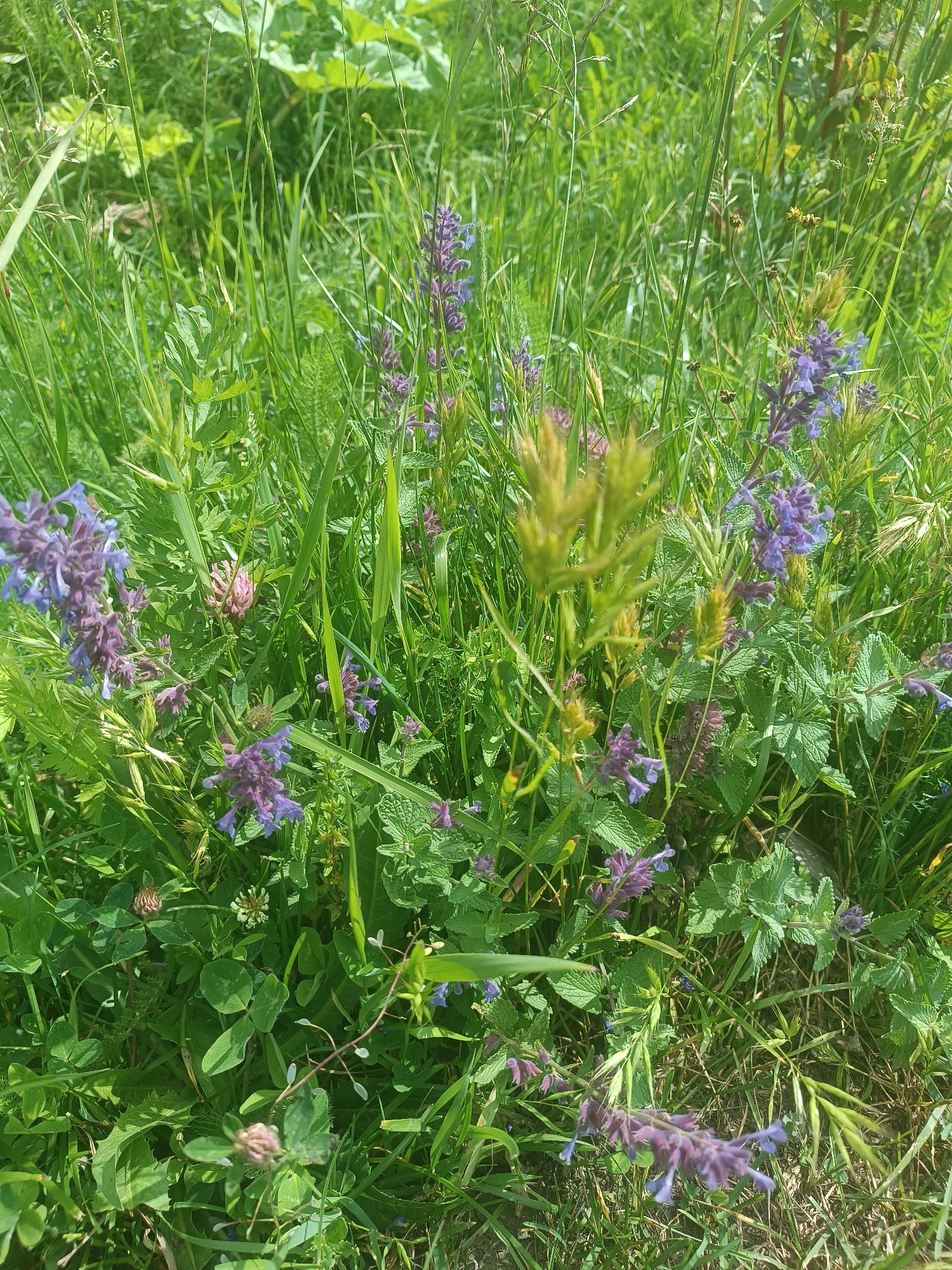 The image depicts a close-up view of a lush green field with scattered purple flowers, likely in a natural or semi-natural setting within Semyonovka, Armenia. The vegetation is dense, dominated by various types of grasses and flowering plants. Several clusters of small, purple-blue flowers, possibly from the Nepeta genus (catmint), are prominent. Interspersed among the grasses are some clover plants, with one pink clover bloom visible. The lighting suggests a bright, sunny day, with sunlight filtering through the foliage, creating highlights and shadows. The scene is devoid of human presence or any constructed objects, focusing solely on the botanical elements of the environment.