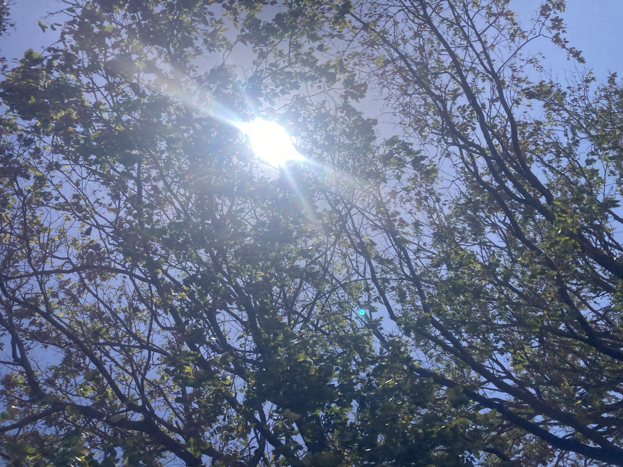The image depicts a view looking up into a tree with the sun shining through its branches. The leaves are green, and the sky is blue. The location, Juan Griego, Venezuela, is not evident from the image itself. No people, subjects, objects, actions, or interactions are visible other than the natural elements of trees and sunlight. The environment consists of the branches of a tree viewed from below.