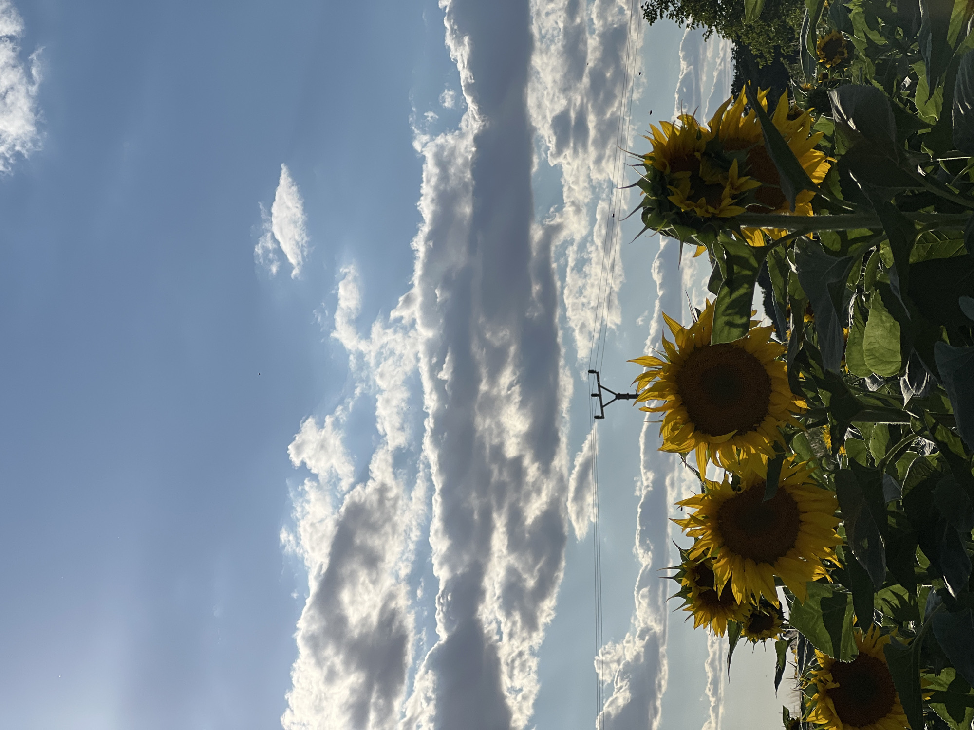 A field of sunflowers is captured in the foreground under a bright blue sky with scattered white and grey clouds. The sun is shining, casting dappled light on the scene. In the middle ground, a power line supported by a utility pole stretches across the frame. The background shows a line of trees and rolling hills. The image appears to be taken in a rural setting, possibly on the outskirts of Újezd u Brna, Czechia, given the presence of sunflowers and typical Czech countryside scenery. There are no people or animals visible in the image.