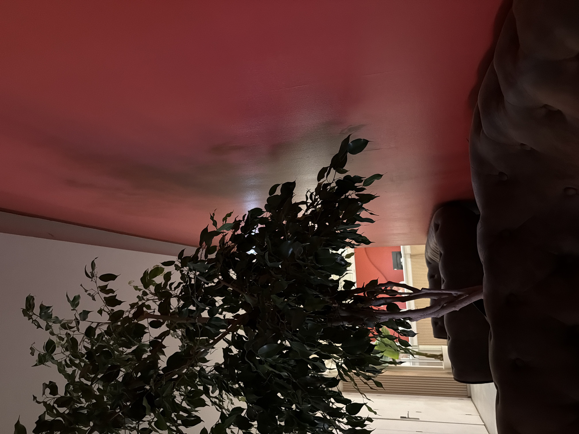 The media file displays an indoor scene with a large artificial plant as the central object. The plant has dark green leaves and a light-colored trunk and branches, with one branch extending prominently into the frame. In the background, a wall with a reddish-pink hue is visible, suggesting an indoor environment perhaps with mood lighting. To the right of the plant, a large, dark, upholstered object that appears to be a piece of furniture, possibly a sofa or armchair, dominates the side of the frame. Its texture suggests tufting or deep cushioning. The overall lighting is dim, with the reddish-pink wall being the brightest element, casting a soft glow. The perspective is unusual, as the image is oriented sideways, making the wall appear on the top and the floor on the bottom. This orientation, along with the indoor setting and the presence of furniture, suggests a domestic or commercial interior space. No people are visible. The time of day and weather are not discernible, but the dim lighting could indicate evening or a deliberately lit indoor atmosphere. No text is present in the image.