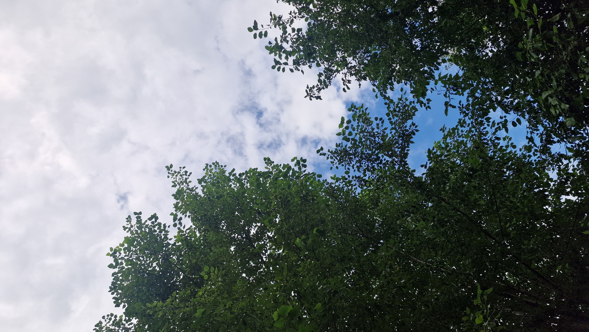 This media file is a low-angle photograph looking up through the canopy of lush green trees towards a partly cloudy sky. The trees dominate the foreground and sides of the image, with their dark green leaves forming a dense cover. Gaps in the foliage reveal patches of bright blue sky interspersed with fluffy white clouds.
The scene depicts a natural setting, likely a park or a wooded area, given the abundance of trees. The time of day appears to be daytime, judging by the illumination and the blue sky. The weather seems pleasant, with a mix of sunshine and clouds, suggesting a mild day. There are no people or man-made objects visible in the frame, emphasizing the natural elements of the scene. The composition, looking upwards, creates a sense of being immersed in nature. The photograph is taken in Aksu City, China. There is no visible text in the image.