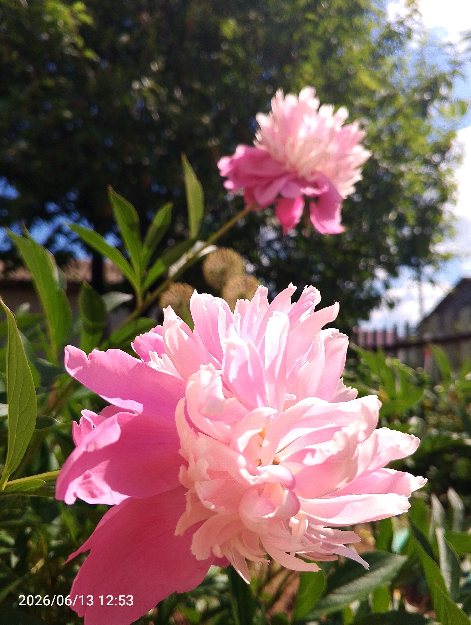 An extreme close-up shot shows two pink peonies in a garden. The peony in the foreground is larger and more detailed, with layers of delicate petals. The second peony is smaller and more out of focus, located in the upper right quadrant of the image. Green leaves and branches fill the background, with blurred trees and a blue sky visible. A hint of a wooden fence and a building can be seen in the distance. The lower left corner displays a timestamp: "2026/06/13 12:53". The image appears to be taken in a residential garden in Альняш, Russia.