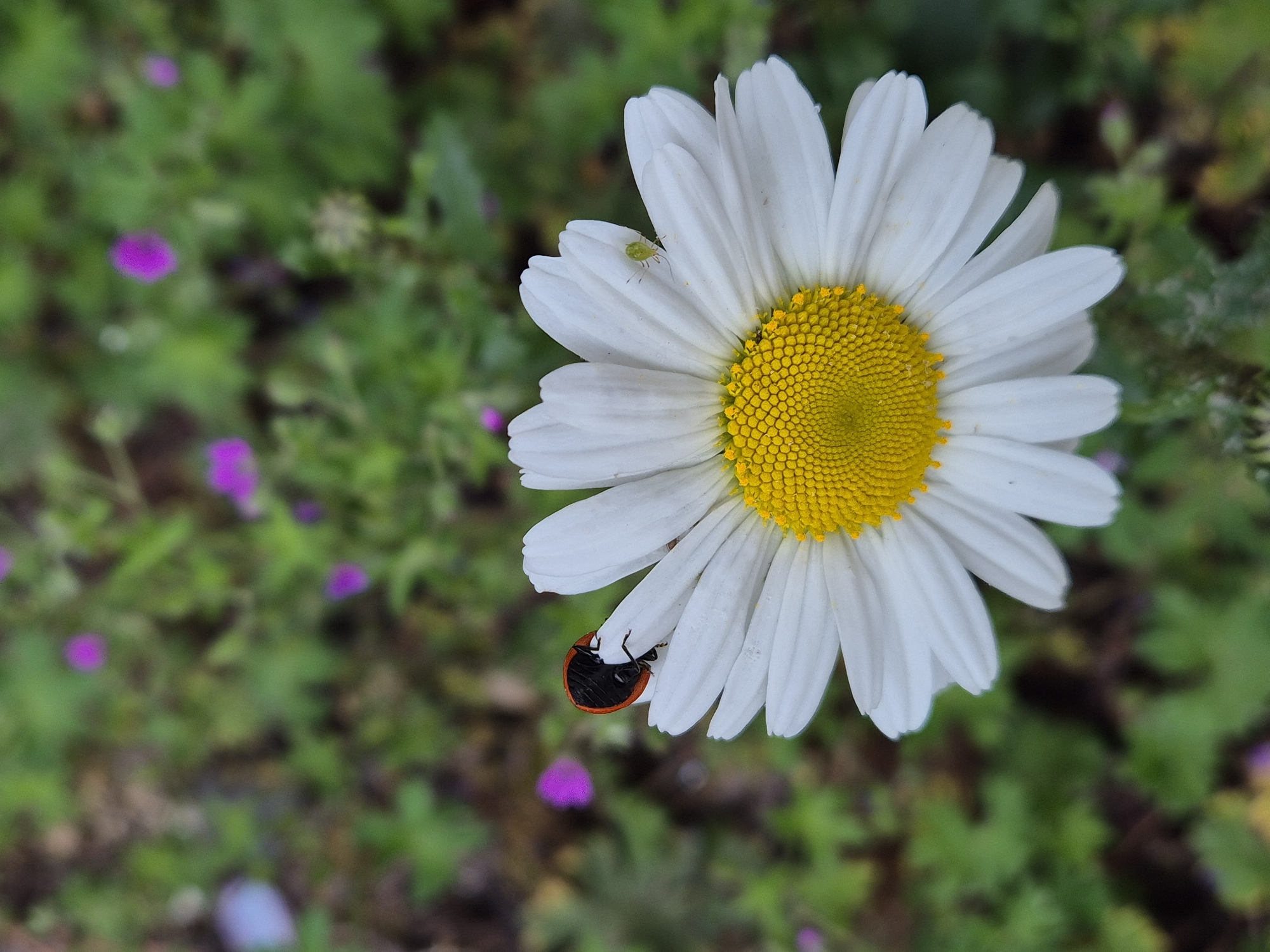 The image depicts a daisy in West Suffolk, United Kingdom. The flower has white petals and a yellow center. A small green insect is on one of the petals, and a ladybug is on another. The background consists of green foliage and small purple flowers.