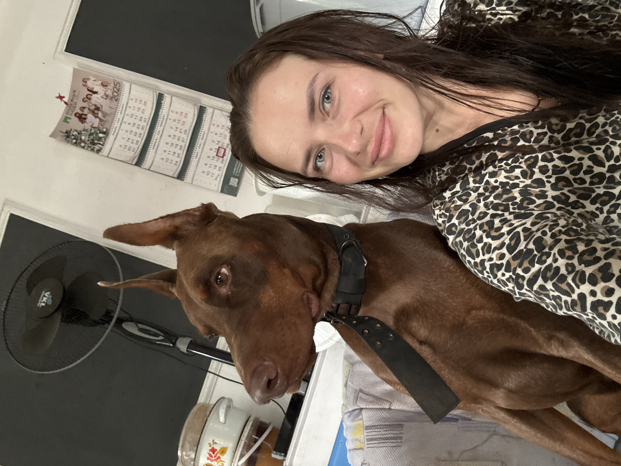 A medium shot shows a woman with dark brown hair and blue-green eyes smiling at the camera, her head tilted slightly to her right. She is wearing a leopard-print robe. To her left, a large, reddish-brown Doberman Pinscher sits with its head turned to the left, looking away from the camera. The dog is wearing a black collar with silver studs. Behind the subjects, a black oscillating fan is visible against a dark background. To the right of the fan, a wall calendar for 2025 hangs on a white wall. The calendar features images of people and holiday decorations, with days of the month visible. The bottom portion of the image shows a partially visible blue surface and what appears to be a striped fabric. The scene suggests an indoor setting, possibly a residential room, in Rusalevka, Russia.
