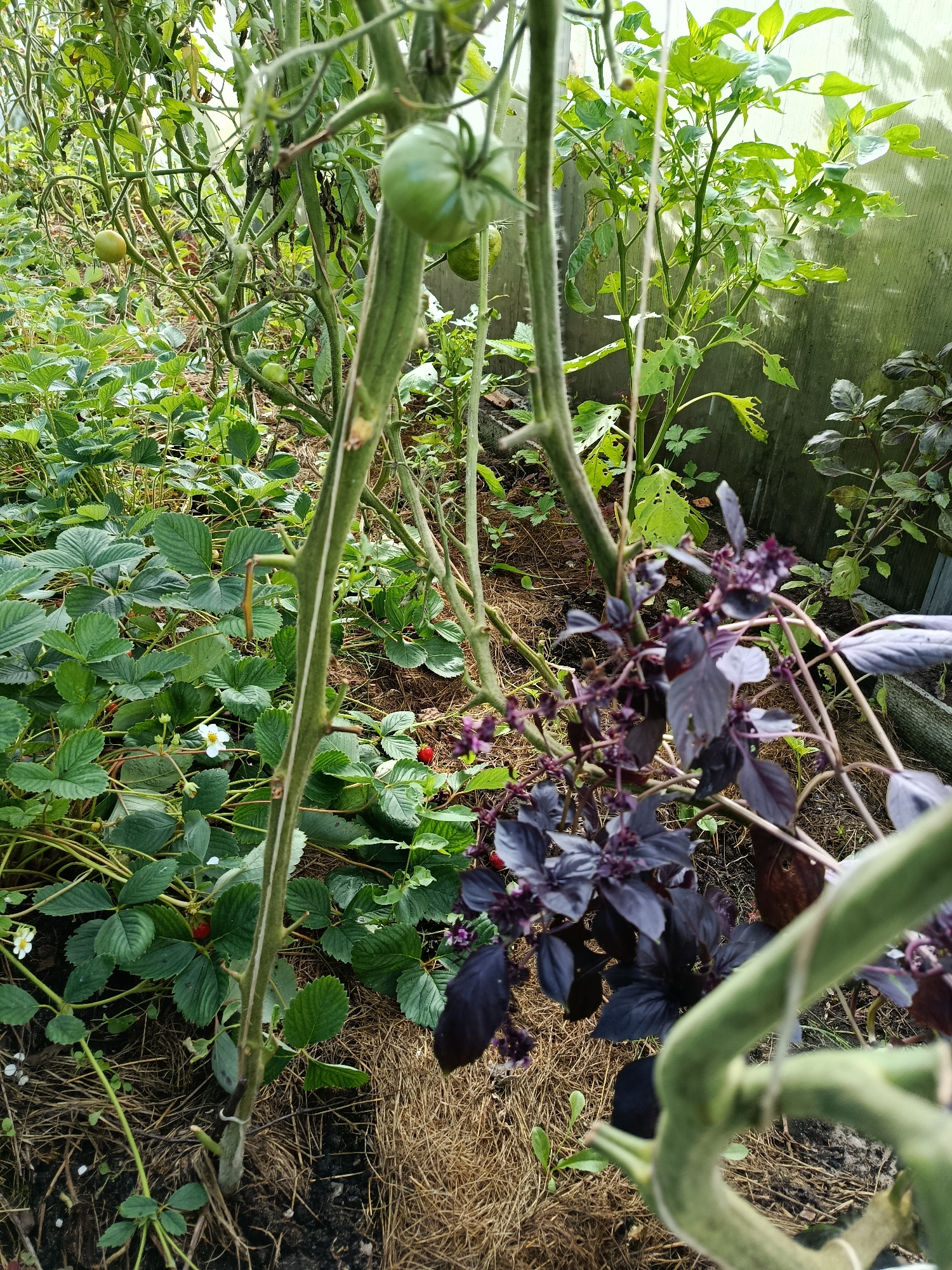 The image depicts a greenhouse interior with various plants. In the foreground, a thick, green, possibly tomato plant stem is prominently visible, curving upwards. To its left, strawberry plants with green leaves and a few white flowers are growing. A single ripe red strawberry is visible on the plant. To the right of the tomato stem, a plant with dark purple leaves, likely basil, is present. Further back, more green plants, possibly peppers, are visible, with some leaves showing signs of damage. Several green, unripe tomatoes are attached to the tomato plant's stems. The ground is covered with dark soil and a layer of dry straw or hay. The background suggests the transparent wall of a greenhouse. No people are present in the image. The location is identified as the city of Верея, Russia.