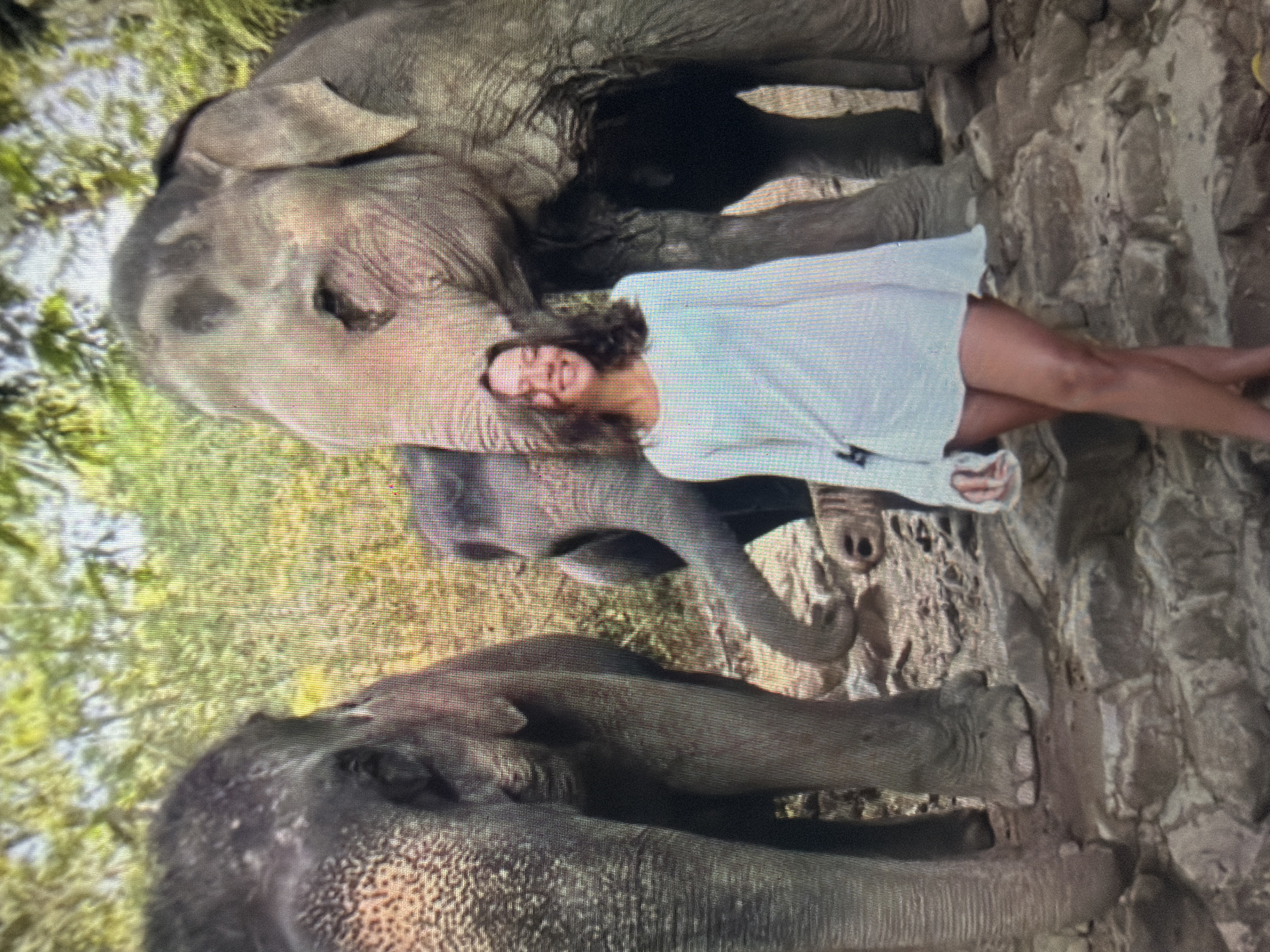 The image depicts a young adult female interacting with three elephants in an outdoor, natural environment.
Two large adult elephants frame the scene: one is partially visible on the left, showing its trunk and part of its face, while another stands prominently on the right, extending its trunk towards the woman's head. A third, smaller elephant, possibly a juvenile, is visible in the middle background, facing left with its trunk lowered. All elephants have grey, wrinkled skin typical of Asian elephants.
The woman, positioned centrally, has brown, shoulder-length hair and is smiling broadly with her eyes closed, indicating a positive emotional state. She wears a light-colored, long-sleeved tunic or dress that reaches mid-thigh, revealing her bare legs, which are crossed at the ankles. A small black strap or bag is visible across her left shoulder.
The interaction shows the large elephant on the right with its trunk gently touching or nearing the woman's head or shoulder, suggesting a calm engagement.
The environment consists of dense, green foliage and trees in the background, characteristic of a jungle or lush forested area. The ground is uneven, composed of rocks and dirt. The scene is illuminated by bright, natural daylight. The image itself exhibits visible pixelation and scan lines, indicative of a digital capture from a screen or a low-resolution source. There is no visual evidence in the image to support a location within the city of Shumen, Bulgaria, as the natural environment depicted is inconsistent with that region.