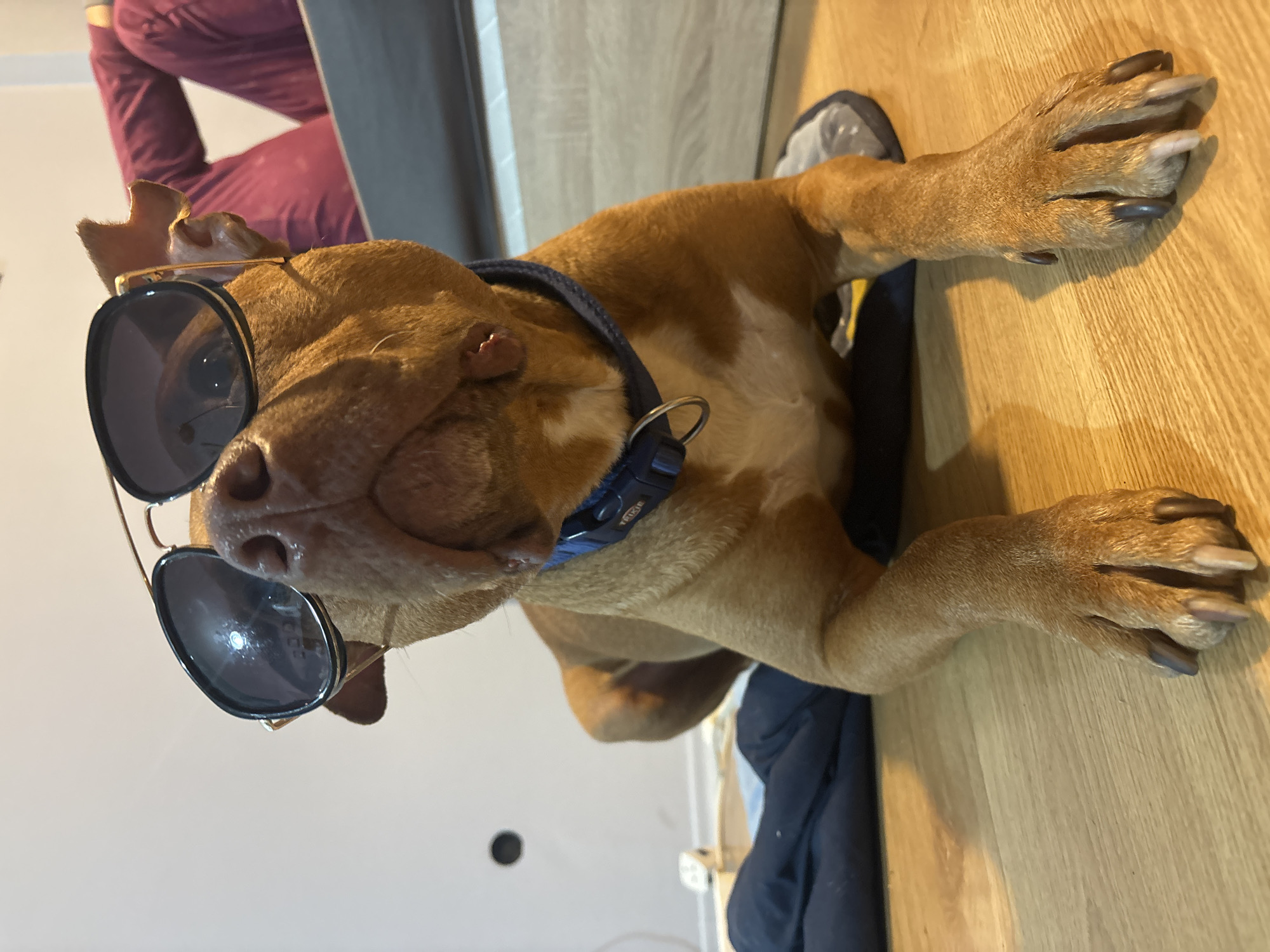 A medium-sized, tan-colored dog with a blue collar is lying on a light brown wooden floor. The dog is wearing sunglasses. A portion of a maroon-colored garment is visible in the background, along with a gray object and a white wall. A dark blue piece of fabric is also partially visible. No information suggests this photo was taken in Sofia, Bulgaria.