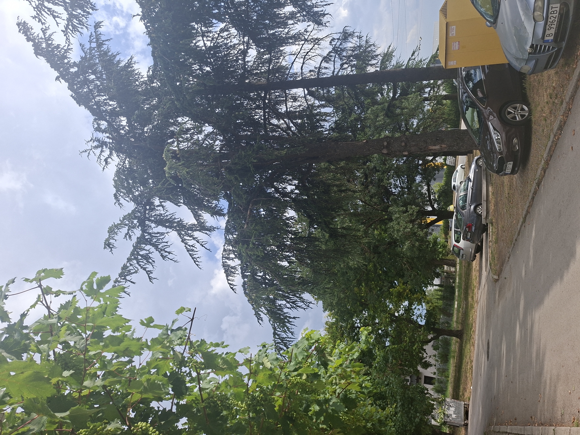 The image depicts an outdoor scene with a paved road in the foreground, curving to the right. Several cars are parked along the side of the road. To the left, there is a sidewalk and a large metal dumpster. Lush green trees, including large evergreen trees with drooping branches and trees with broad leaves, dominate the background and frame the scene. In the far background, a building with white walls and a dark roof is visible, along with a yellow utility box. The sky above is partly cloudy. The environment appears to be a street or parking area within a residential or semi-urban setting. The scene is consistent with a location in Aksakovo, Bulgaria.