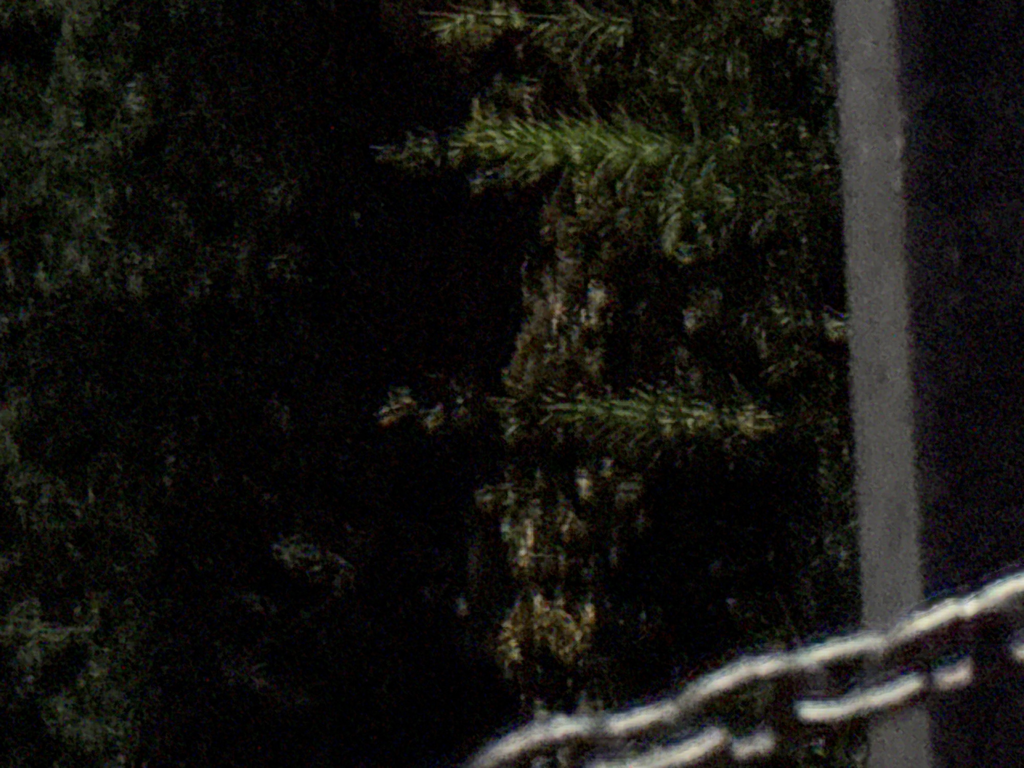 The image is a close-up, vertically oriented shot of a dark, outdoor scene, likely at night or in deep shade, with visible image noise. In the foreground on the left, a blurred, metallic chain with a bright, reflective surface is partially visible, suggesting it might be part of a swing set or similar structure. The middle ground features dense foliage, with some plants appearing green and others having a yellow-brown hue, indicating varying stages of growth or light exposure. A paved surface, possibly a road or pathway, runs horizontally across the lower-middle section of the image. The background is a dark, indistinct mass of vegetation or trees. The location is Vostok, Kyrgyzstan.