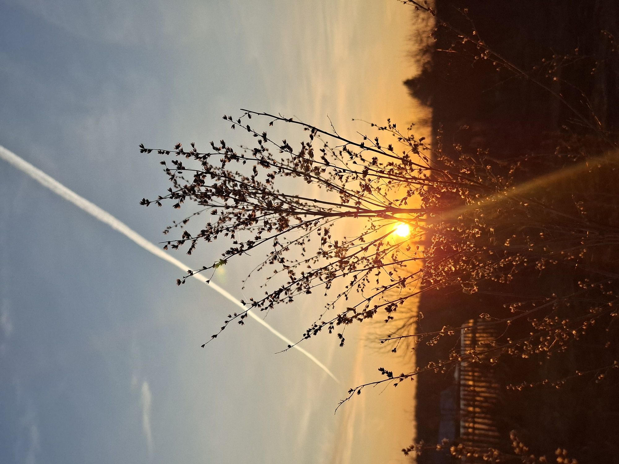The image displays an outdoor scene at either sunrise or sunset, featuring a sky that transitions from a soft blue at the upper left to a brilliant orange and yellow towards the lower right. The sun, a bright and intense circle of light, is positioned in the lower right section of the frame, emitting strong rays and lens flare, and is partially obscured by the foreground elements.
The primary subject is a tree or large bush, rendered in silhouette against the luminous sky. Its numerous thin branches, covered with small buds or nascent leaves, create an intricate network in the mid-ground. The backlighting from the sun highlights the delicate structure of these branches and buds.
In the upper left portion of the sky, a distinct white contrail from an aircraft cuts diagonally across the blue, with a second, fainter contrail visible further above it. Dark silhouettes of distant trees or a landmass are present along the horizon on the right side of the image. Through the branches in the bottom right, a faint, dark structure with horizontal patterns, possibly a fence or a building, can be discerned, softly illuminated by the golden light.
The scene conveys a sense of tranquility and natural beauty, emphasizing the warm colors of the setting or rising sun and the delicate forms of the tree branches. No people are visible, and there is no discernible text in the image. The clear sky and vibrant color gradient suggest fair weather conditions during twilight hours.