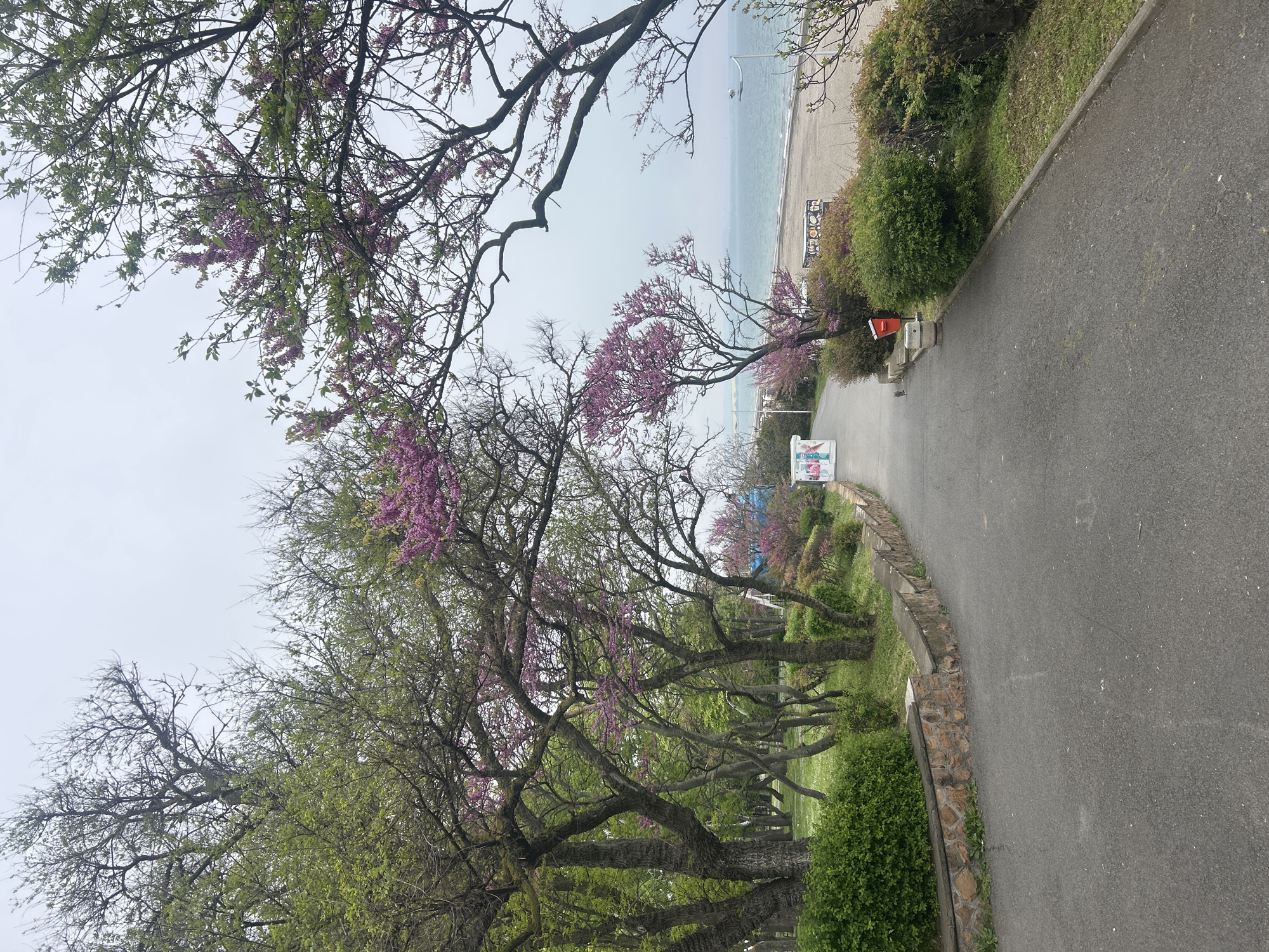 This is a photograph taken on a slightly overcast day in Burgas, Bulgaria. The camera is oriented in a landscape position but has been rotated such that the scene appears vertical. The main subject is a paved pathway curving towards a beach and the Black Sea in the background. The pathway is lined with trees, many of which are flowering with pink blossoms. Lush greenery and bushes grow alongside the path. A small, red object, perhaps a trash receptacle, can be seen near a bench along the path. Further along, a colorful sign stands adjacent to the walkway. The beach is visible in the distance, with the sea stretching to the horizon under a gray sky. The scene gives a sense of a coastal park or recreational area.