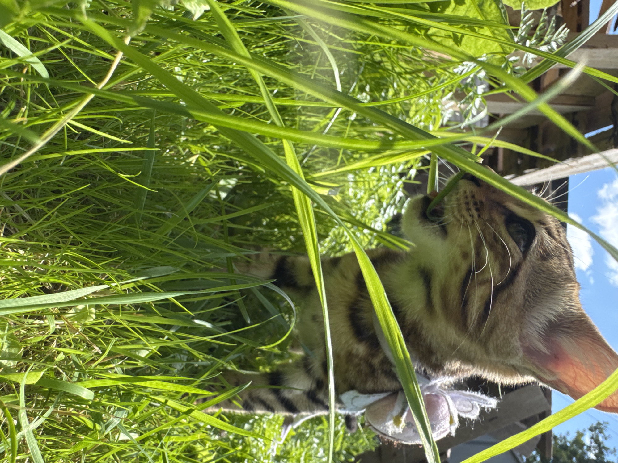 A tabby kitten is depicted from a low angle, partially obscured by blades of bright green grass. The kitten is facing to the left, with its head turned slightly towards the viewer. It appears to be nibbling on some grass. The kitten is wearing a small, light-colored accessory, possibly a bow or part of a harness, on its back. Sunlight illuminates the scene, creating strong highlights and shadows on the grass and the kitten's fur. In the background, out of focus, there is what appears to be a wooden structure and a blue sky with white clouds. The setting is outdoors, in a grassy area. There is no identifiable information to link this image to Rzhev, Russia.