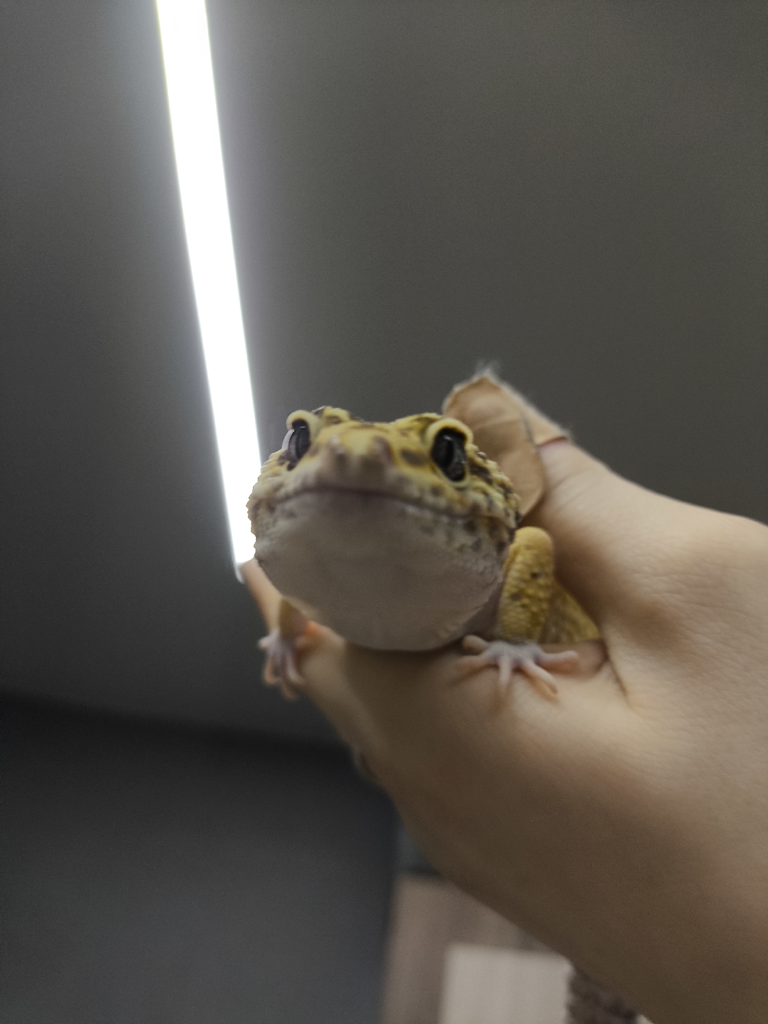 A person is holding a yellow leopard gecko in their hand. The gecko is facing the camera and its head is in focus. The person's hand is lightly colored, and only a portion of the arm is visible. The background includes a bright, elongated light fixture and a grayish wall. The image was captured in an indoor setting and there are no other discernable details to identify the location as Chaikovsky, Russia.