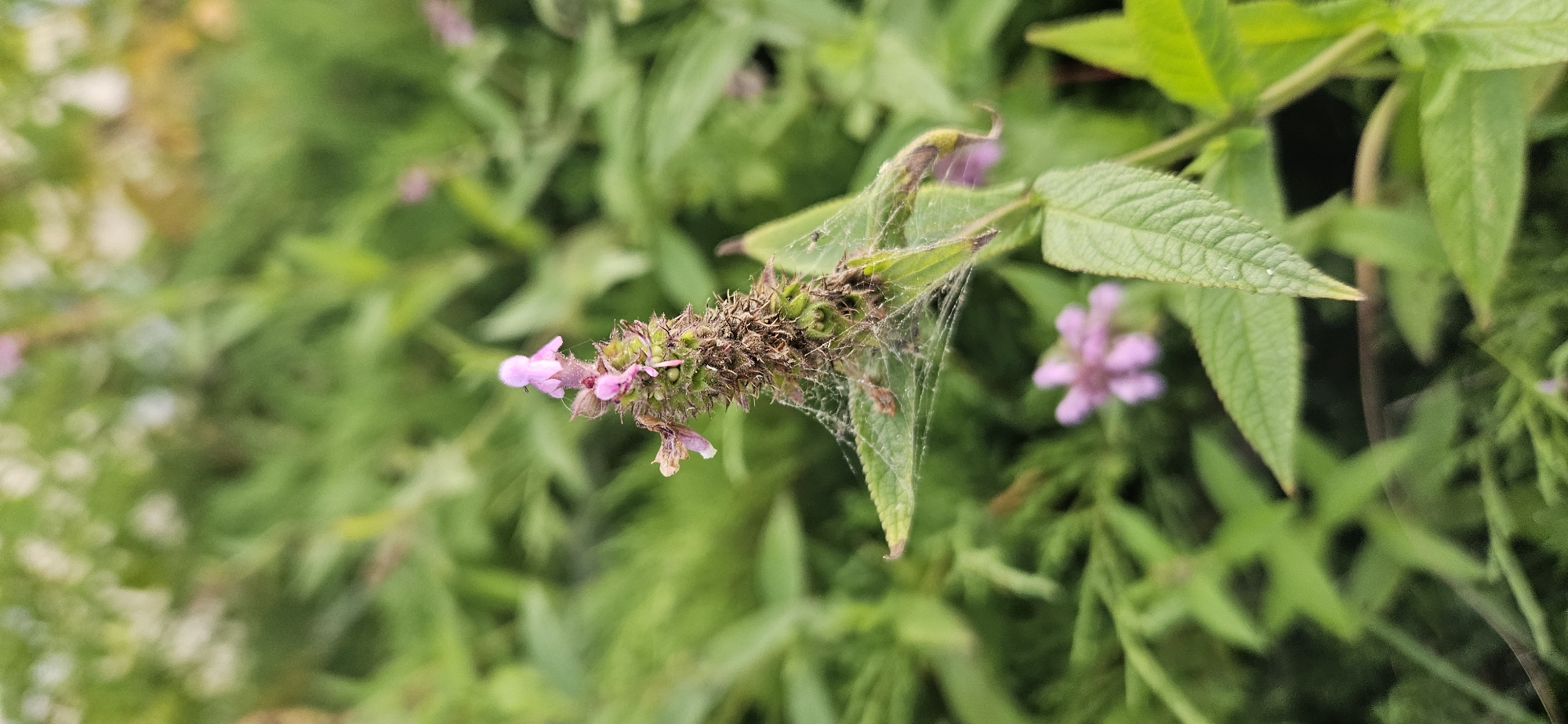 A close-up, vertical, outdoor photograph captures a spiky cluster of small, pink flowers atop a green plant stem. The flowers, some of which are fuzzy, are clustered together, with a few individual blossoms open and others forming a tighter bud-like structure. A delicate spider web is visible, intricately woven around the flower cluster and a nearby green leaf. The background is a soft blur of green foliage, suggesting a garden or natural setting. The overall impression is one of nature's delicate details, with the spider web adding a touch of intricate artistry to the scene. No people are present, and no specific location in Vitsebsk, Belarus, can be identified from the image itself.