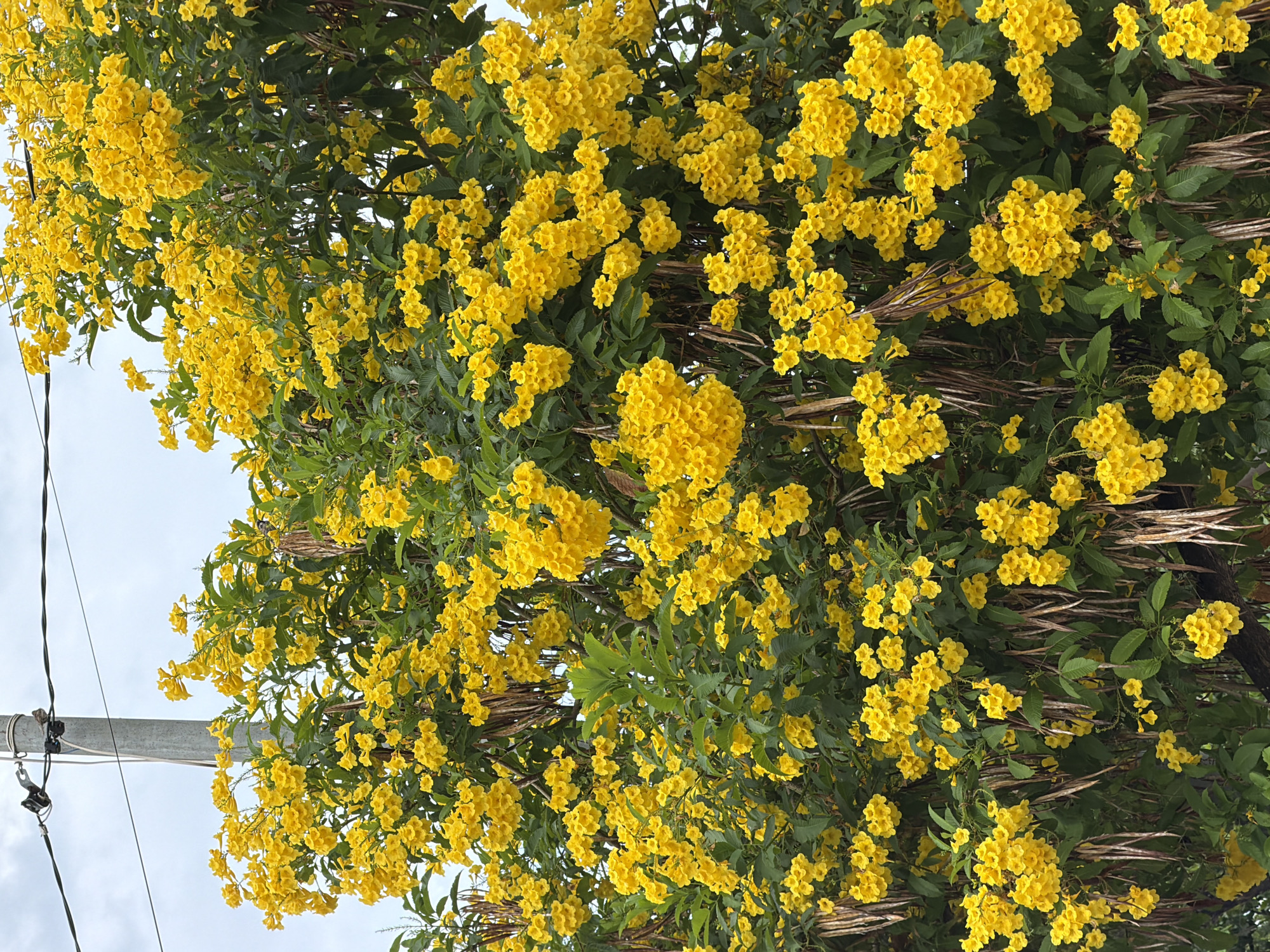 A dense, vibrant canopy of bright yellow Trumpetbush flowers dominates the frame, interspersed with dark green foliage. Several dried, brown seed pods hang from the branches, adding a contrasting texture. In the upper left corner of the image, a portion of a gray utility pole with black electrical wires is visible against a pale, overcast sky. The scene suggests an outdoor setting, possibly in a residential area or park in Nha Trang, Vietnam, where such flowering trees are commonly found. There are no people or animals present.
