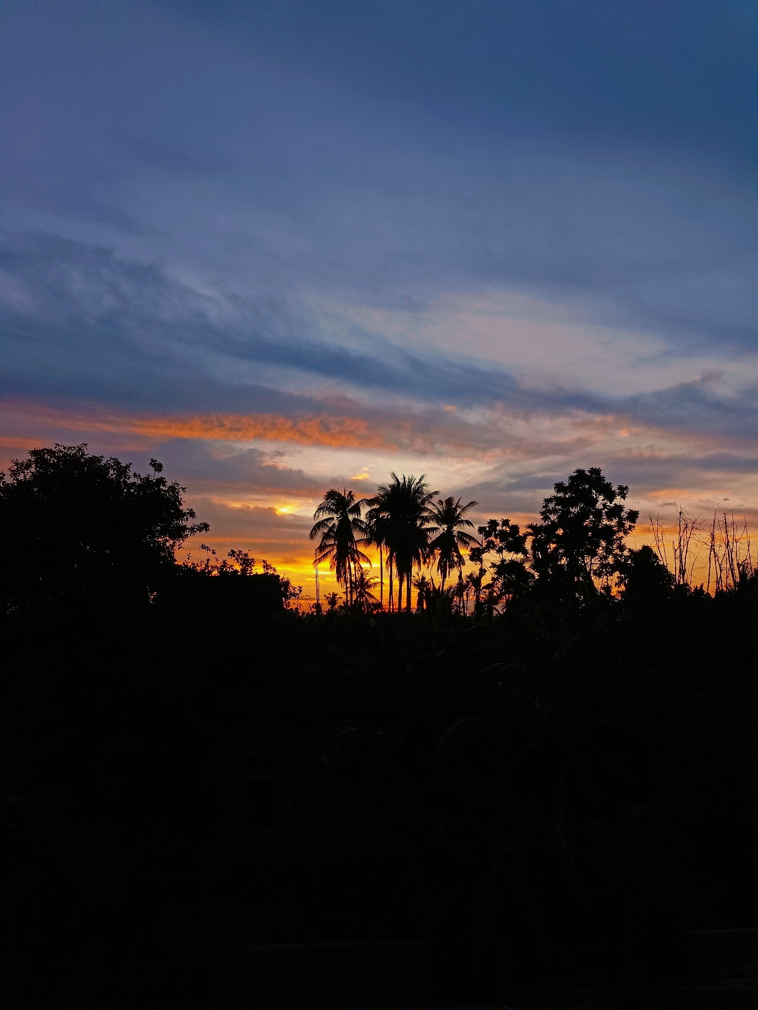 A photograph captures the dramatic beauty of a sunset over Blang Cut, Indonesia. The sky is a canvas of deep blues and purples, transitioning into vibrant streaks of orange and yellow near the horizon. Dark silhouettes of palm trees and other foliage dominate the foreground, obscuring the land below. The scene is devoid of human presence, focusing solely on the natural spectacle of the twilight sky and the tropical landscape.