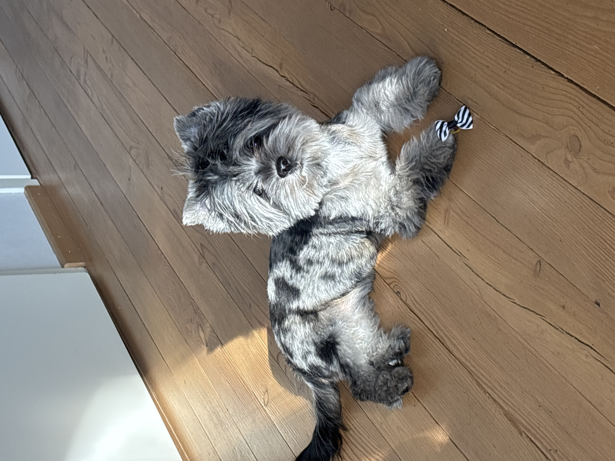 An indoor, high-angle shot captures a small, fluffy dog with distinctive grey, white, and black fur, lying on its back on a wooden floor. The dog, likely a Shih Tzu or similar breed, has shaggy fur on its head and a lighter, mottled pattern on its belly and chest. Its head is turned upwards, looking directly at the camera with dark, expressive eyes. One of its front paws holds a small black and white striped bow or ribbon, possibly a toy. The dog's tail, which is dark grey to black, is visible curling on the floor.
The setting appears to be a room with light brown wooden floorboards that show natural grain and some faint wear. Bright natural light streams in from the left side of the frame, creating highlights on a white wall or piece of furniture visible in the bottom-left corner and illuminating parts of the floor and the dog. The light suggests it is daytime. The dog appears relaxed and curious, lying in a playful pose. No visible text is present in the image. The location context provided is Chaikovsky, Russia.