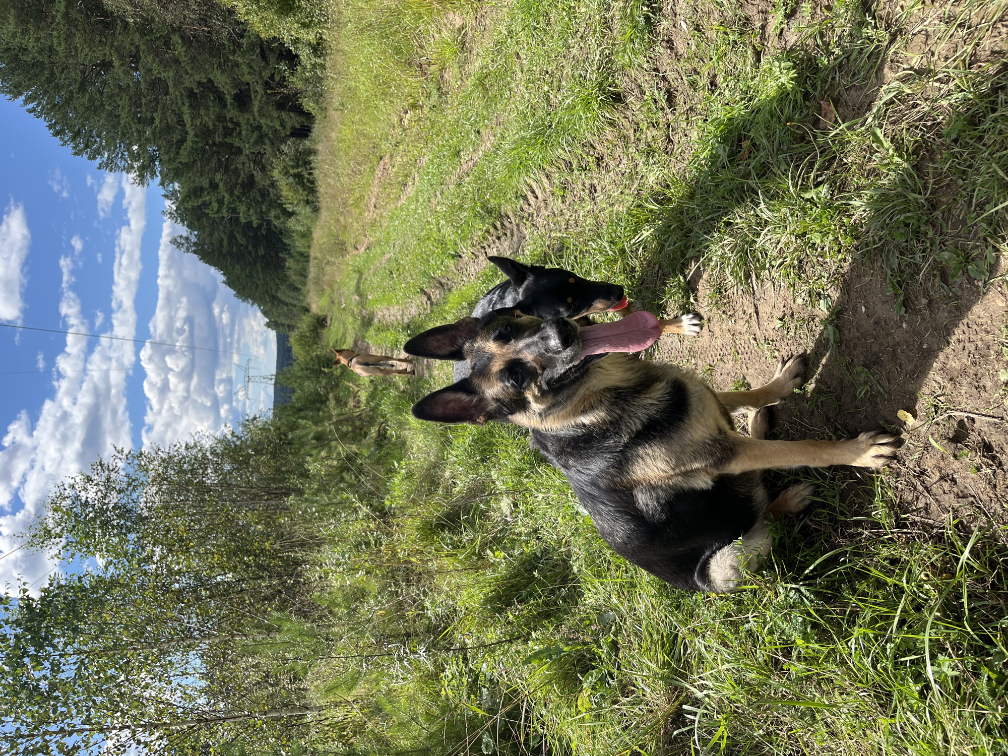 Two German Shepherd dogs are in the foreground on a dirt path surrounded by green grass and trees. A third dog, a lighter brown color, is walking away from the camera further down the path. The path is bordered by a dense forest of pine trees on the right and sparser trees and vegetation on the left. A power line tower is visible in the distance against a blue sky with white clouds. The image is an outdoor scene, likely a trail or unpaved road, in a natural environment.