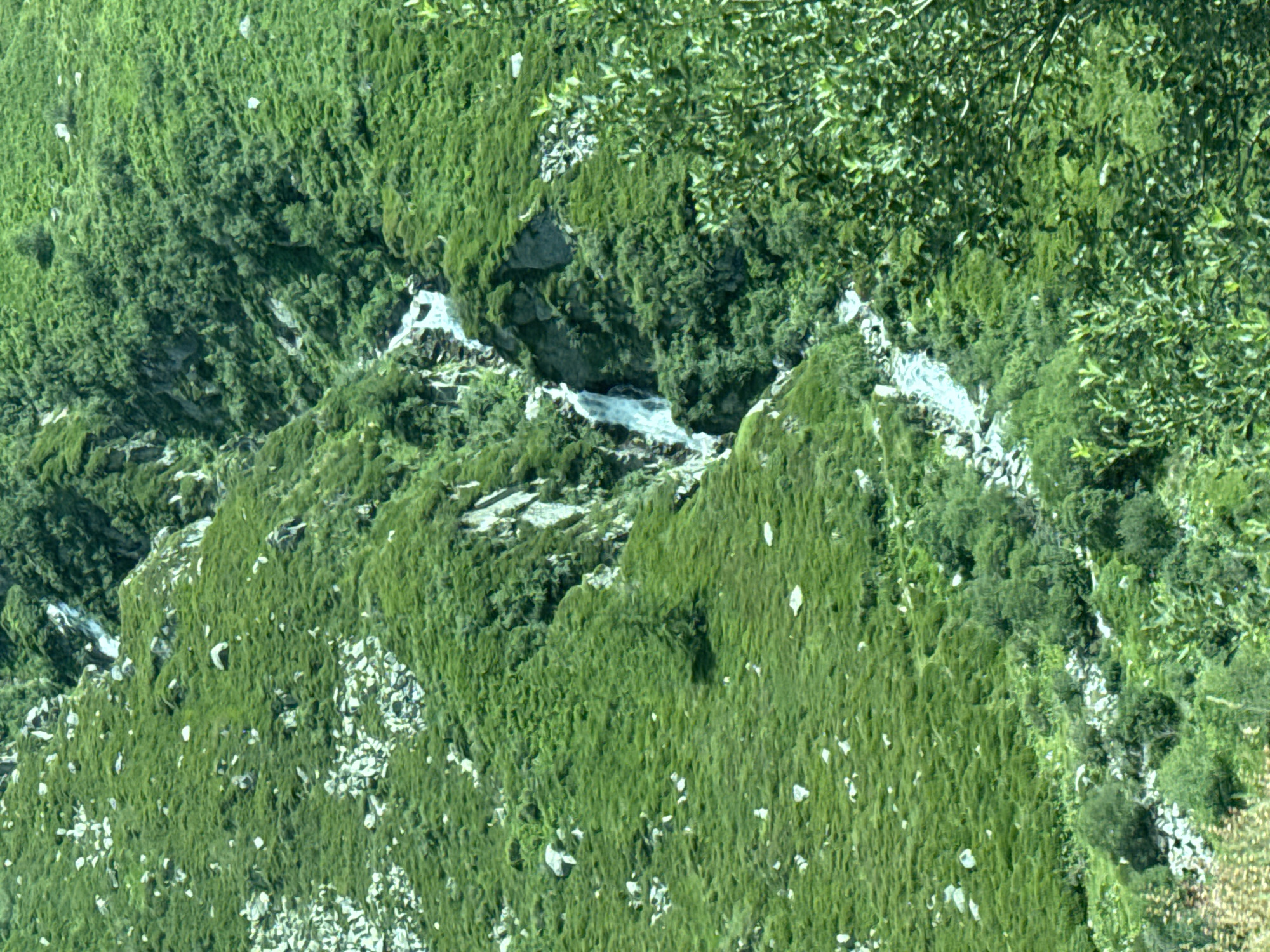 An aerial, high-angle, medium shot captures a lush, verdant mountain slope in Hospental, Switzerland, with a narrow waterfall cascading down its rocky terrain. The slope is covered in thick, bright green vegetation, interspersed with scattered light-colored rocks. The waterfall, a prominent feature, carves a path through the dense foliage, its white water contrasting with the surrounding greenery. Trees and bushes of varying sizes are scattered across the mountainside, adding depth and texture to the scene. The overall impression is one of a natural, untamed landscape, dominated by the vibrant colors of the Swiss Alps.