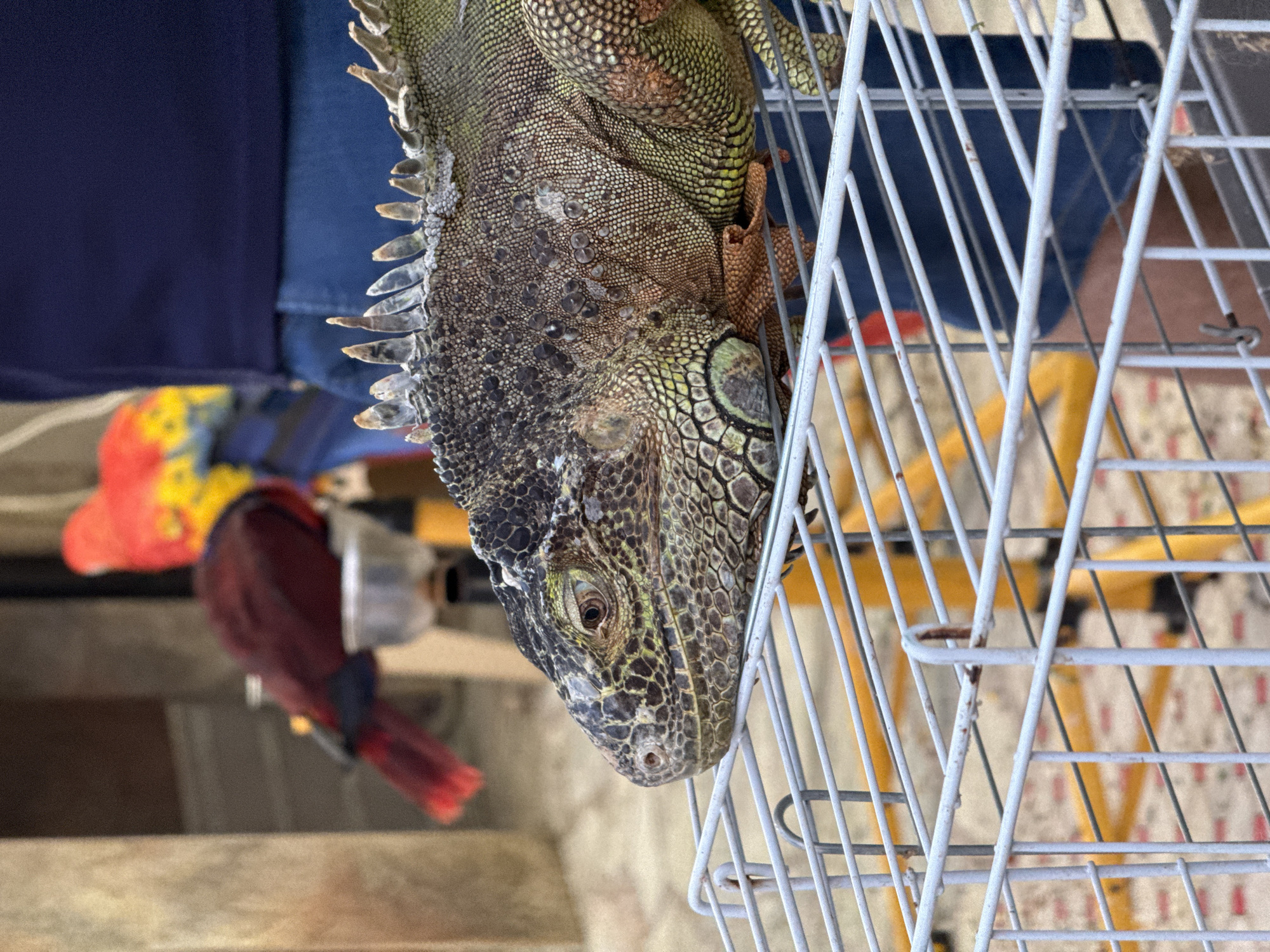 In the city of Kiten, Bulgaria, a close-up shot features an iguana perched on the top of a white metal cage. The iguana, with its rough, scaly skin in shades of green and brown, is positioned in the foreground, its head and upper body filling the right side of the frame. Behind the iguana, a person wearing a dark blue t-shirt and denim shorts is visible, their lower body obscured by the cage. In the background, out of focus, two parrots are present. One parrot, a dark red color, sits on a stand with a metal bowl. Another parrot, appearing to be a macaw with bright red, yellow, and blue plumage, is partially visible further in the background. The ground appears to be a dirt or sand surface with scattered small red elements. The scene suggests an outdoor setting, possibly a zoo, park, or an animal exhibition.
