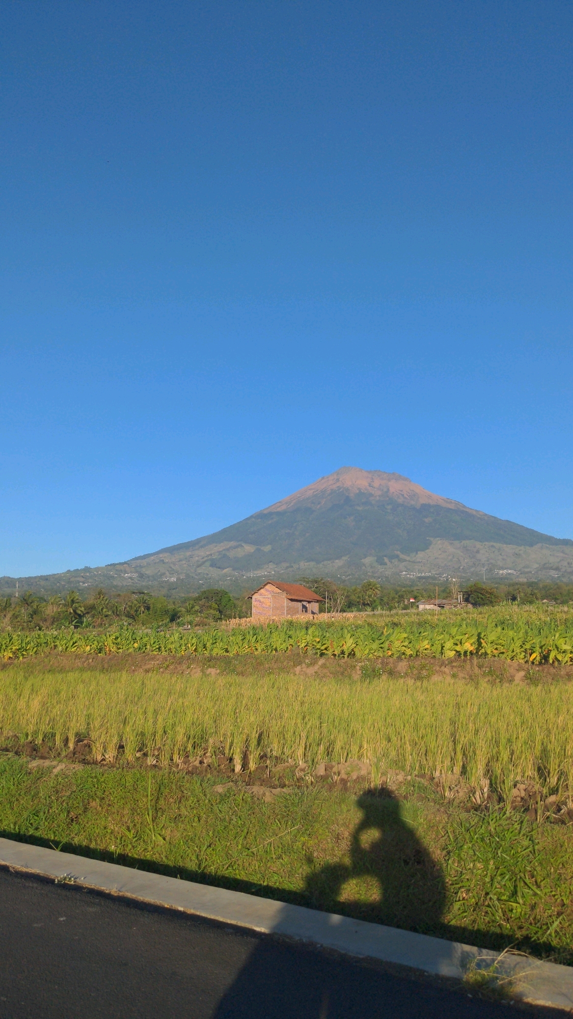 The image captures a serene landscape with a prominent volcano in the background, likely Mount Sumbing, a stratovolcano in Tembarak, Indonesia. The sky is a clear, vibrant blue, indicative of fair weather. In the mid-ground, a small, brick-built house with a reddish-brown roof stands amidst lush green fields. These fields appear to be cultivated, with rows of crops, possibly rice paddies and banana plants, stretching towards the base of the volcano. The foreground features a paved road with a concrete curb bordering a grassy area. A distinct shadow of a person, possibly riding a motorcycle or bicycle and holding a phone, is cast on the grassy area, suggesting the photographer's presence and perspective. The lighting indicates it is likely morning or late afternoon due to the long shadow. The overall scene evokes a peaceful rural atmosphere, typical of Indonesian highlands.