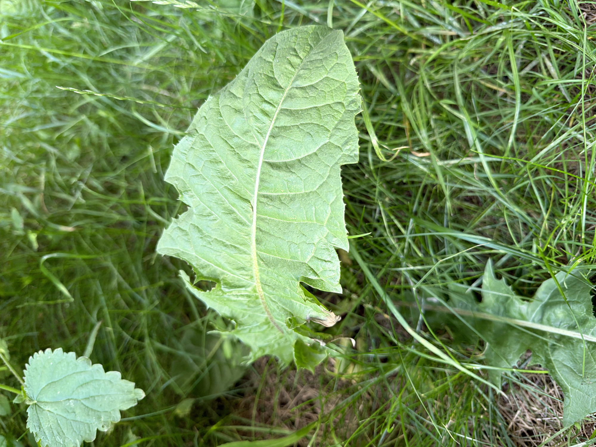 This is a close-up, overhead shot of a large, green leaf lying on the ground amidst tall grass. The leaf is irregularly shaped with jagged edges and prominent veins. It is angled diagonally across the frame, taking up a significant portion of the image. The surrounding grass is a mix of light and dark green, with some blades appearing blurry due to motion or shallow depth of field. The ground beneath the grass is visible in places, appearing as a mix of brown soil and dry grass. The lighting suggests it is daytime, possibly with overcast conditions, as there are no strong shadows. The overall scene depicts a natural outdoor setting, likely a lawn or meadow. The focus is on the leaf and the texture of the surrounding foliage. There is no text visible in the image.