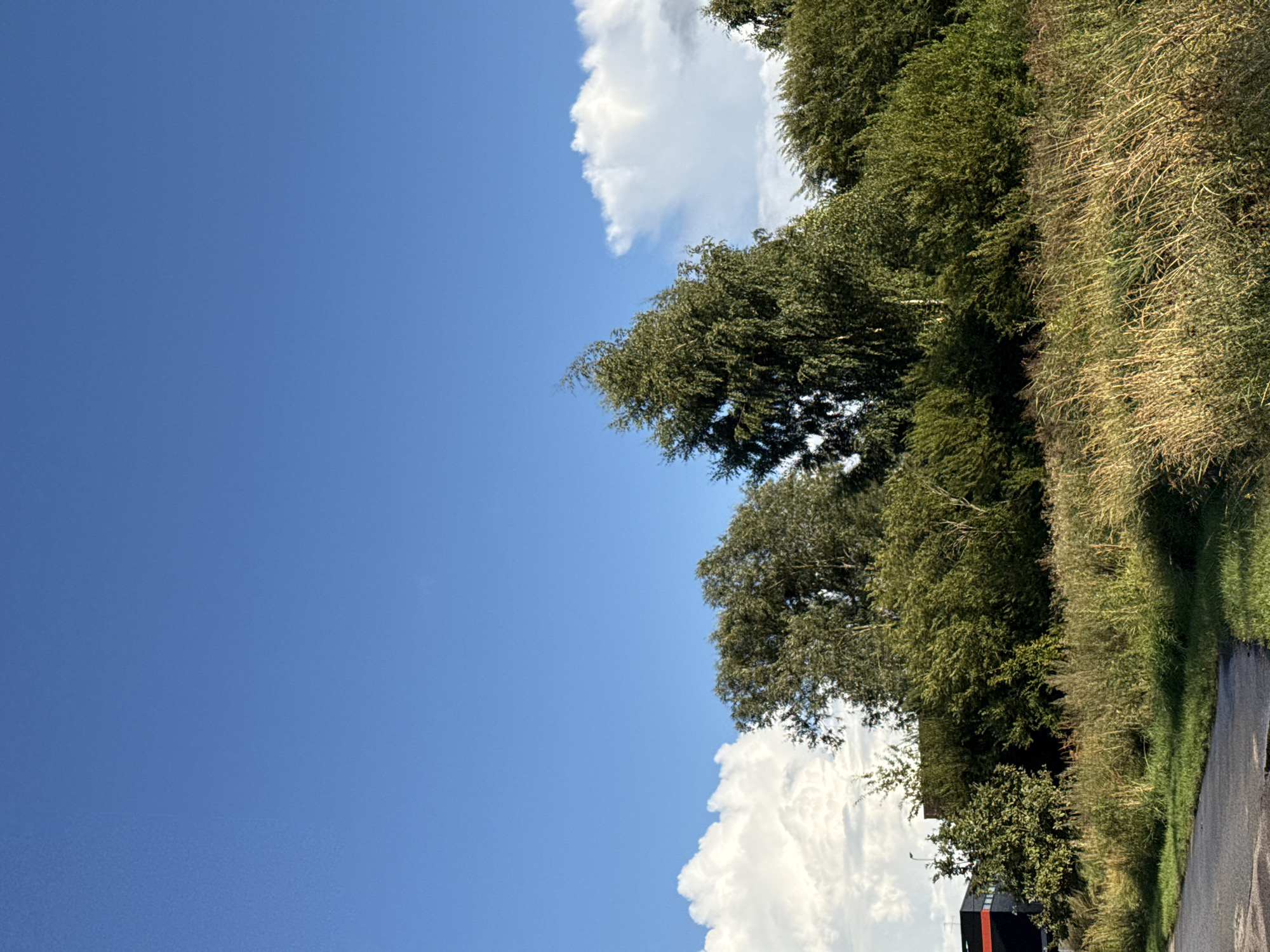The image depicts a natural scene in Tallinn, Estonia, under a bright blue sky with scattered white clouds. In the foreground, a paved pathway or road curves from the bottom left corner. Adjacent to the pathway is a grassy area with tall, dry grass and some green foliage. A dense line of trees and bushes runs across the middle ground, creating a natural barrier. Among these trees, a prominent tall tree with light-colored bark, likely a birch, stands out, its branches reaching towards the sky. In the background, to the left, a modern building with a dark facade and a red stripe is visible. The overall impression is one of an urban fringe area where nature is reclaiming space, with the city building contrasting with the natural elements. No people or animals are present in the scene, and no actions are being performed.