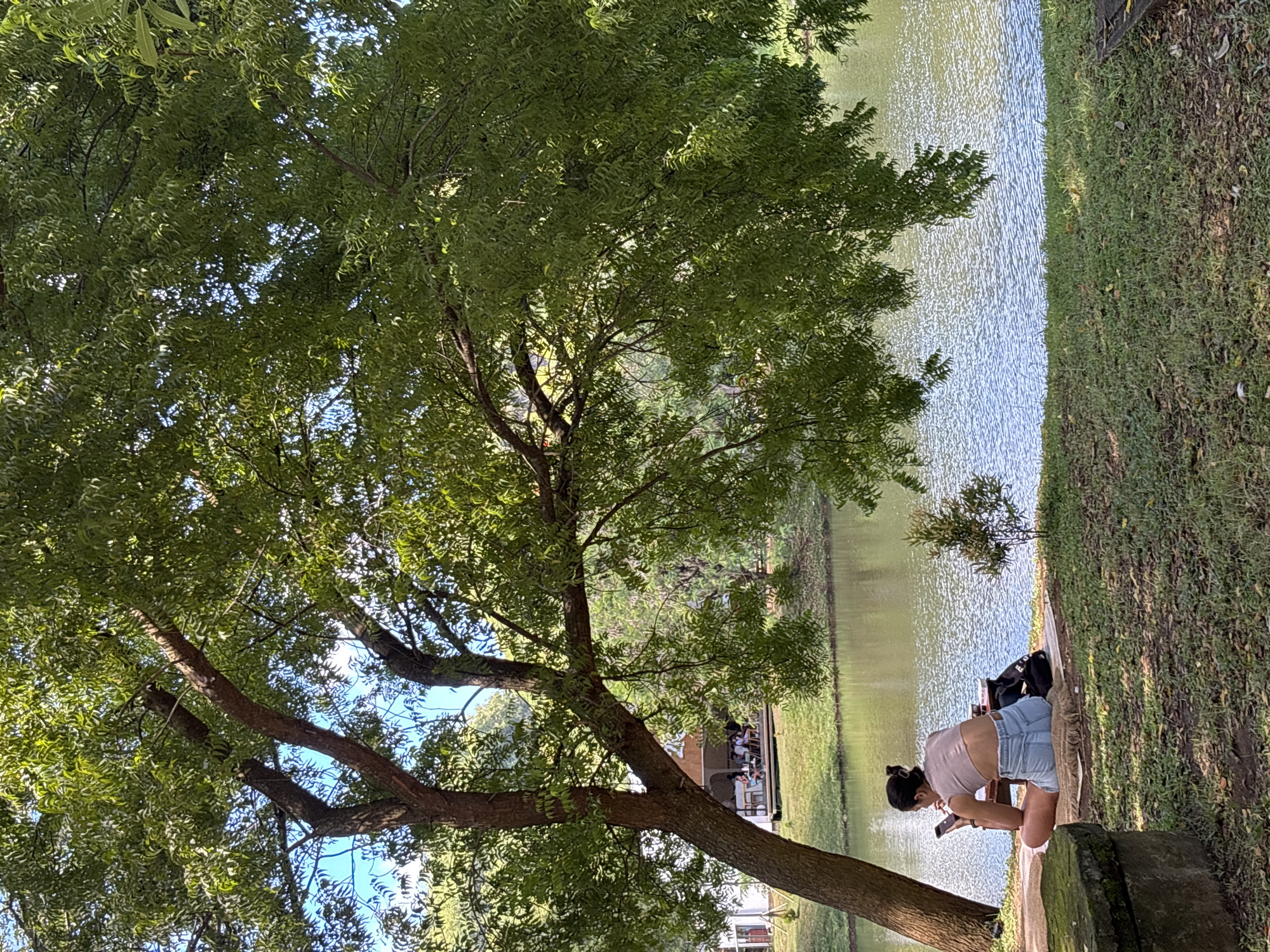 The image displays an outdoor scene by a body of water, likely a lake or large pond, under a bright, sunny sky. A large tree with dense green foliage and sturdy brown branches dominates the left side of the frame, its leaves dappled with sunlight.
On the right side of the image, a grassy bank slopes down to the water's edge. A woman is visible on this bank, crouching or kneeling, focused on a smartphone held in her hands. She has dark hair styled in a bun and is wearing a light-colored crop top and light blue denim shorts. Beside her on the grass are a black backpack and a light-colored mat or blanket.
The body of water in the middle ground reflects the sunlight, creating bright shimmering patterns on its surface. In the background, across the water and partly obscured by the main tree, a structure, possibly a cafe or pavilion, can be seen with several people seated inside. A small, younger tree or shrub is also visible on the distant bank.
The scene suggests a warm, clear day, with bright sunshine casting light across the water and filtering through the tree's canopy. The overall atmosphere appears peaceful and recreational, set in a natural environment consistent with locations like Kuta Selatan, Indonesia. There is no discernible text visible in the image.