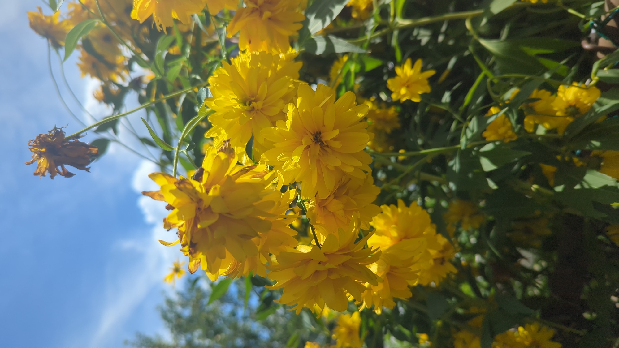 The image captures a close-up view of a cluster of bright yellow, spherical flowers, likely a variety of Rudbeckia or similar daisy-like flowers with many petals. The flowers are in various stages of bloom, with some appearing fully open and others slightly wilted or with dried brown centers. They are set against a backdrop of lush green foliage and a bright blue sky with scattered white clouds. Sunlight illuminates the scene, creating highlights on the petals and casting shadows. In the upper right quadrant of the image, a single, dried, brown flower is prominently visible against the sky, suggesting the passage of time or seasons. The perspective is from below, looking up at the flowers, which are swaying gently, indicating a slight breeze. The overall impression is one of natural beauty and vibrancy. The scene appears to be outdoors, possibly in a garden or park. Without specific landmarks or identifying features, it is impossible to definitively place this image within the city of Montreal, Canada.
