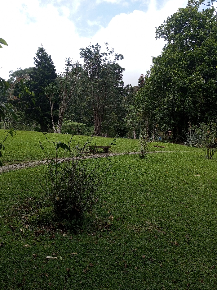 The scene is an outdoor landscape located in Serchhip, India, depicting a verdant park or garden under an overcast sky. The foreground consists of dark green grass with scattered brown leaves, featuring a sparse, woody bush positioned slightly left of center. The midground presents a gently sloping expanse of meticulously maintained bright green grass. A winding pathway constructed from light-colored pavers or stones traverses the grass from the lower-left to the upper-right. A backless wooden bench is situated next to the pathway in the mid-left. Further right along the path, a smaller, sparsely foliated plant stands. The background is dominated by a dense line of mature trees, including tall conifers on the left and various broadleaf trees with thick trunks, forming a rich green treeline. The sky above is largely covered with white and light grey clouds. No individuals, overt actions, or interactions are visible within the frame.
