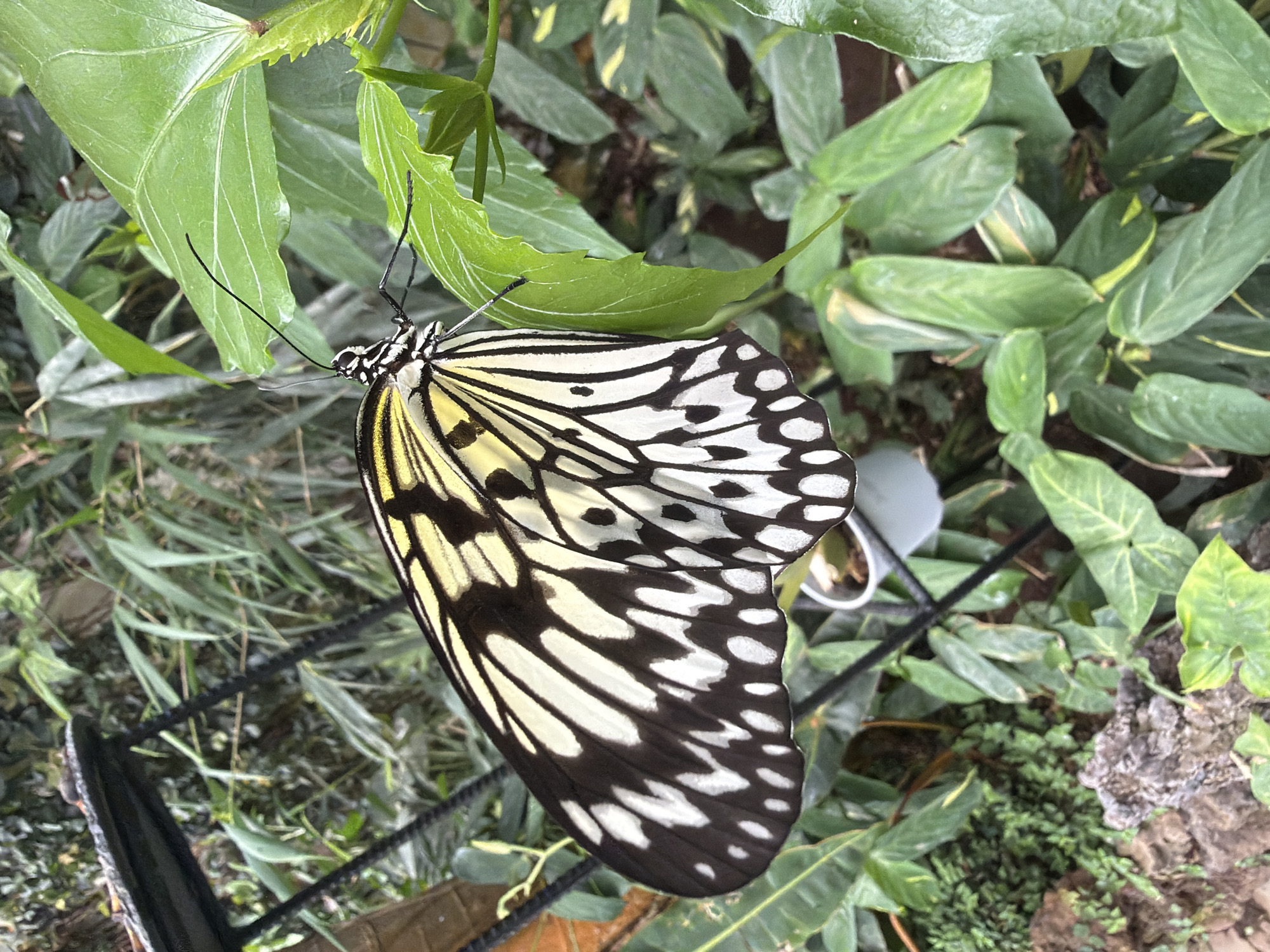 A close-up, eye-level shot captures a large, black and white patterned butterfly perched on a vibrant green leaf. The butterfly's wings are outstretched, revealing intricate markings with yellow accents along the edges. Its delicate antennae extend upwards, and its body is a dark color. The background consists of lush, green foliage, with some bamboo-like plants visible behind the butterfly. The scene appears to be set in a garden or greenhouse environment, with artificial lighting suggesting an indoor setting. No people are present in the image. The image was taken in the city of Icod de los Vinos, Spain.