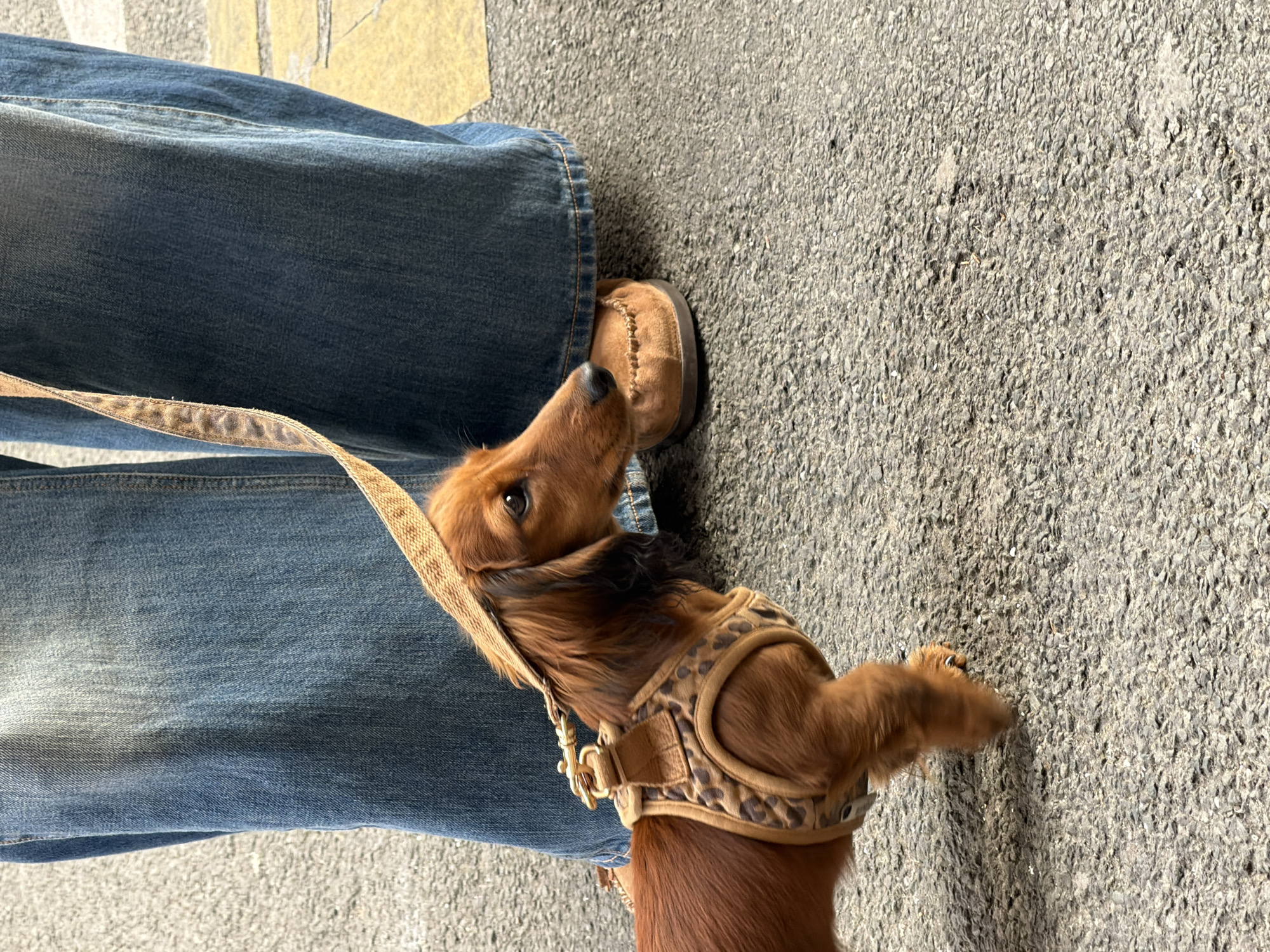 A brown, long-haired dachshund dog, wearing a patterned harness and attached leash, is standing next to a person's leg, looking up. The person is wearing blue jeans and a tan shoe. The ground appears to be paved. The location is not identifiable as Paris, France from the visual information provided.