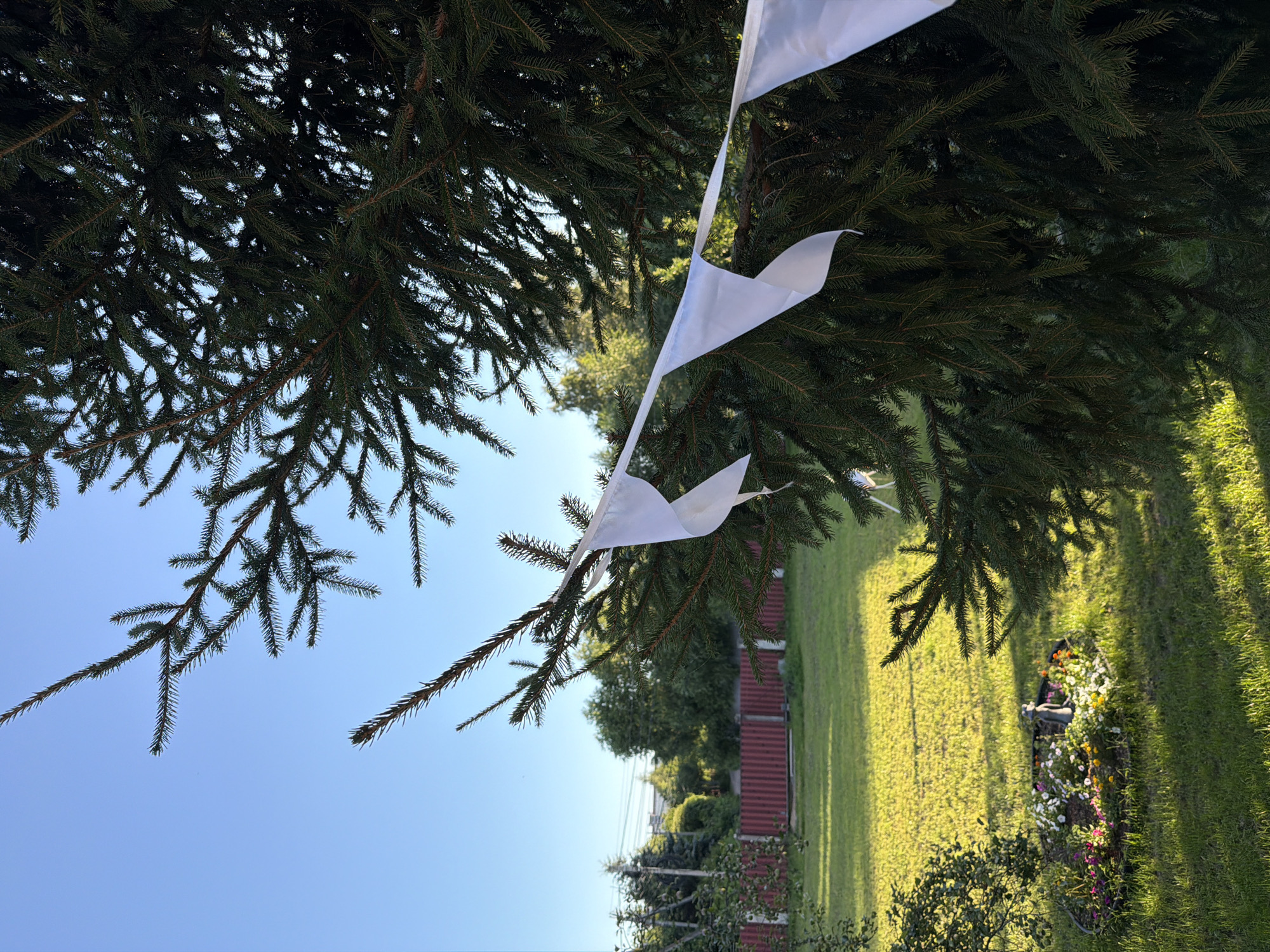 In the city of Novosaratovka, Russia, a close-up shot focuses on the branches of a mature spruce tree, its dark green needles stark against a clear blue sky. A string of white triangular flags, likely for decoration, is draped across the branches in the foreground. Beyond the tree, a vibrant green lawn stretches out, bathed in the warm, golden light of the sun. A low, red fence encloses a portion of the yard, separating it from a more distant area with trees and visible power lines. In the middle ground, a small, circular flower bed is visible, adorned with a variety of colorful blooms and a dark, weathered statue. The scene appears tranquil and domestic, suggesting a residential outdoor space.
