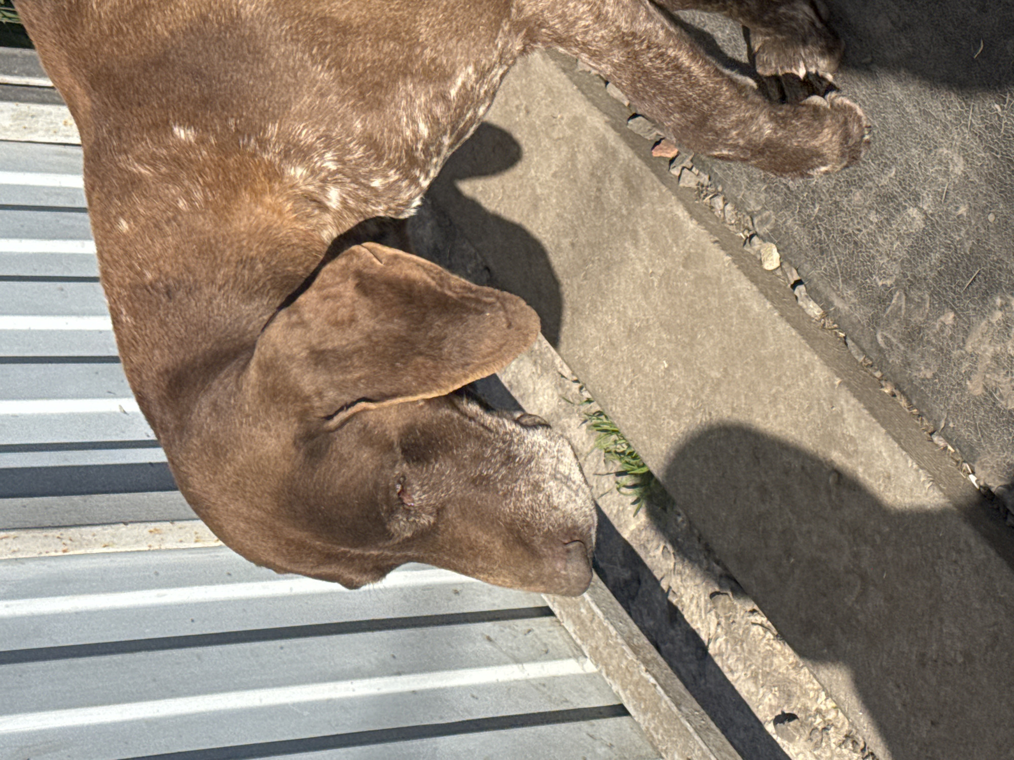 A brown and white roan dog, likely a German Shorthaired Pointer or similar breed, is captured lying down and resting outdoors in Rostov-on-Don, Russia. The dog's head is prominently featured in the foreground, facing towards the right, with its body extending into the background. Its short coat shows distinct liver-colored patches mixed with white ticking.
The dog is positioned on a textured concrete surface that appears to be part of a path or patio. To the left of the image, a corrugated metal structure, possibly a fence or building side, is visible, reflecting bright sunlight. The scene is bathed in strong daylight, creating clear shadows, including a distinct shadow of the dog's head on the concrete. Small stones and sparse green vegetation can be seen along the edge where the concrete meets another surface. The overall impression is one of a dog relaxing in the sun on a bright day. No text is visible in the image.