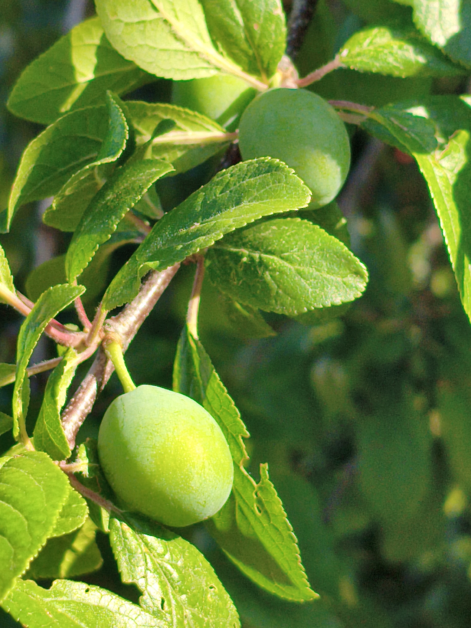 A close-up, vertical shot captures a branch of a plum tree with vibrant green leaves and unripe plums. Two plum fruits are visible, one in the foreground and another further back. The foreground plum is round and distinctly green, hanging from a thin stem. It is surrounded by large, serrated green leaves, some of which are catching the sunlight, highlighting their texture and veining. The background is a blur of dark green foliage, suggesting a densely wooded area or a leafy tree. The image is taken in natural daylight. There are no people or animals present. The specific location within Orenburg, Russia, is not discernible from the image itself.