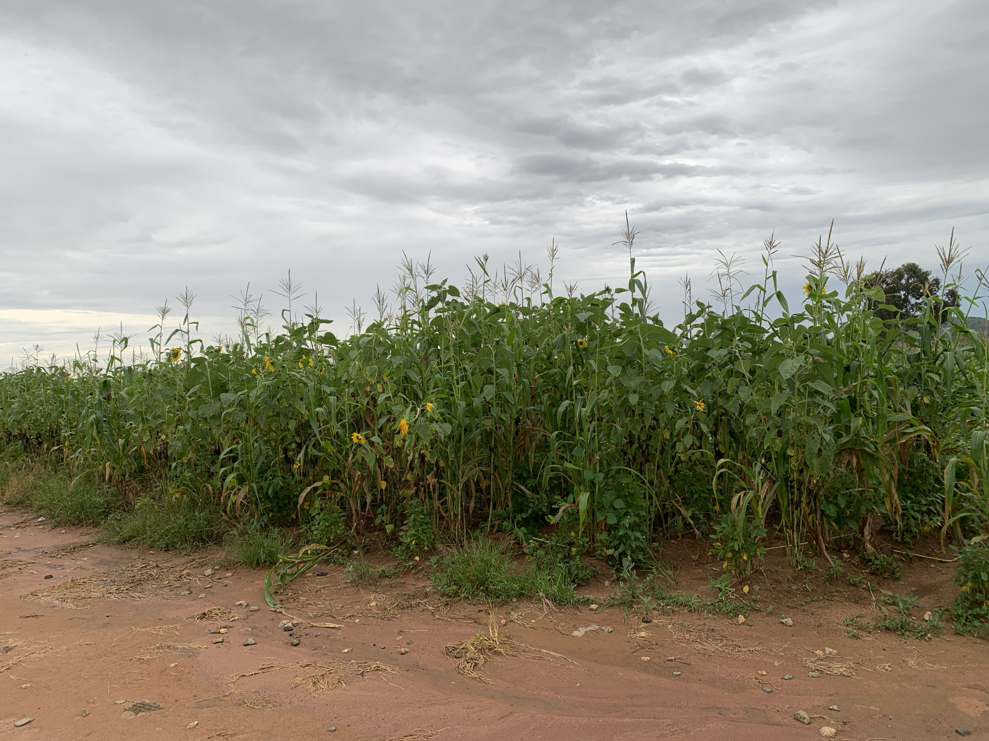 A wide shot captures a field of corn and sunflowers in Kuru Karama, Nigeria, under a cloudy sky. A dirt road runs along the edge of the field, with dry grass and small stones scattered on its surface. The corn stalks are tall and green, with tassels at the top, while the sunflowers add splashes of yellow to the dense foliage. The background is filled with more vegetation, suggesting a rural or agricultural setting. The lighting is diffused due to the overcast conditions.